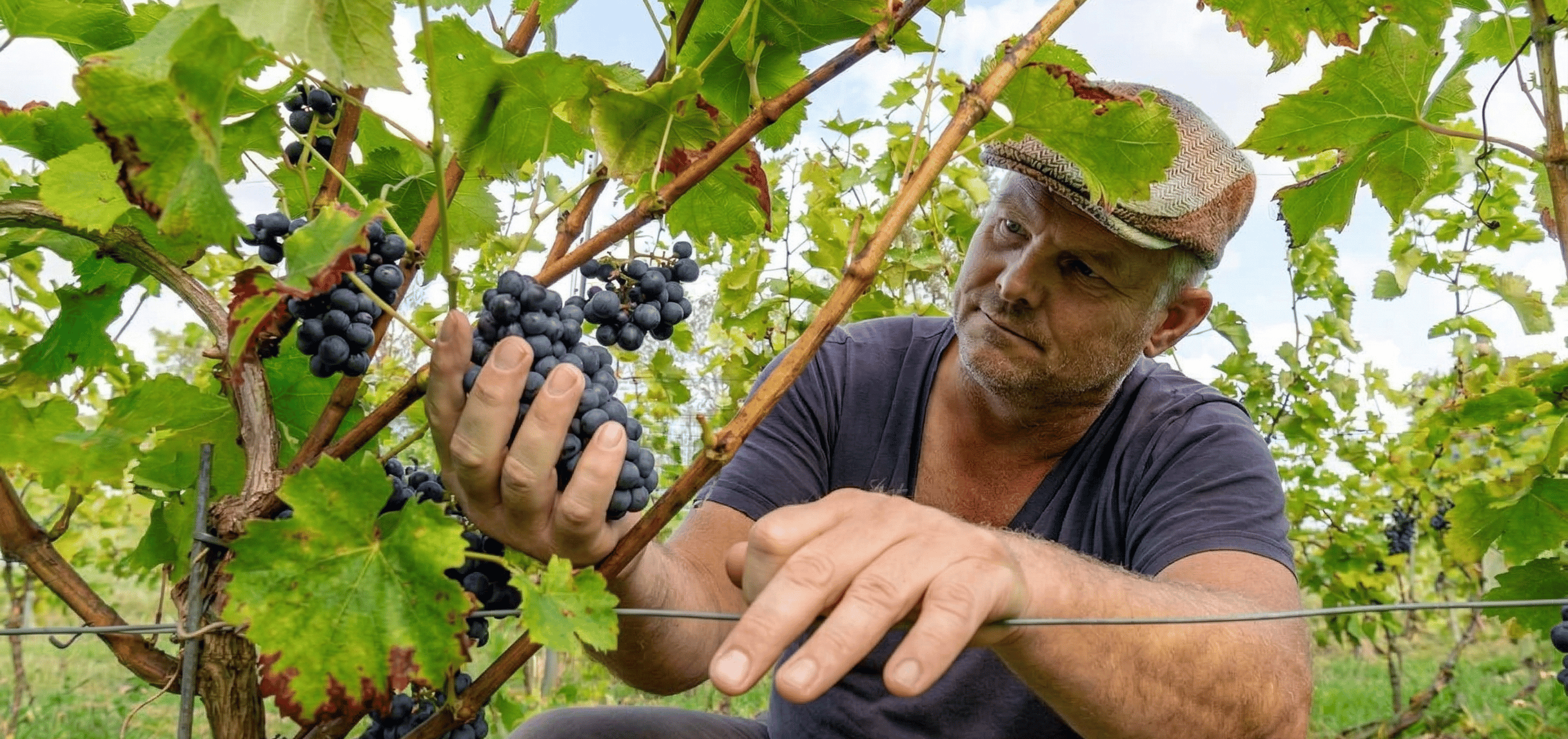 Wijngaardenier Sico beoordeelt de Cabernet Cortis druif