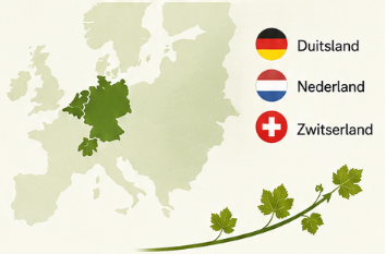 Waar groeit de Muscaris druif?