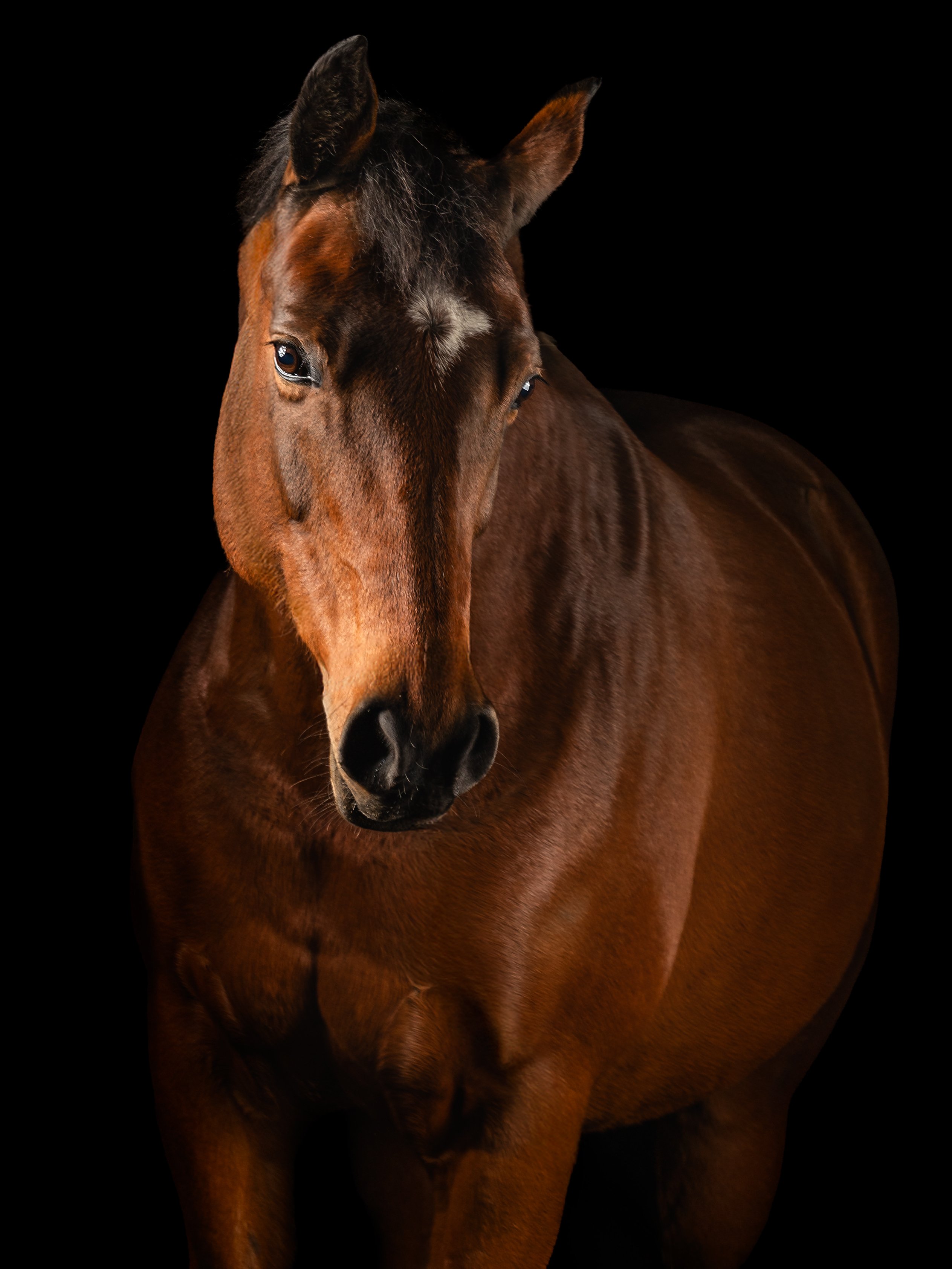 Blackfoto paard Photoshop Actions