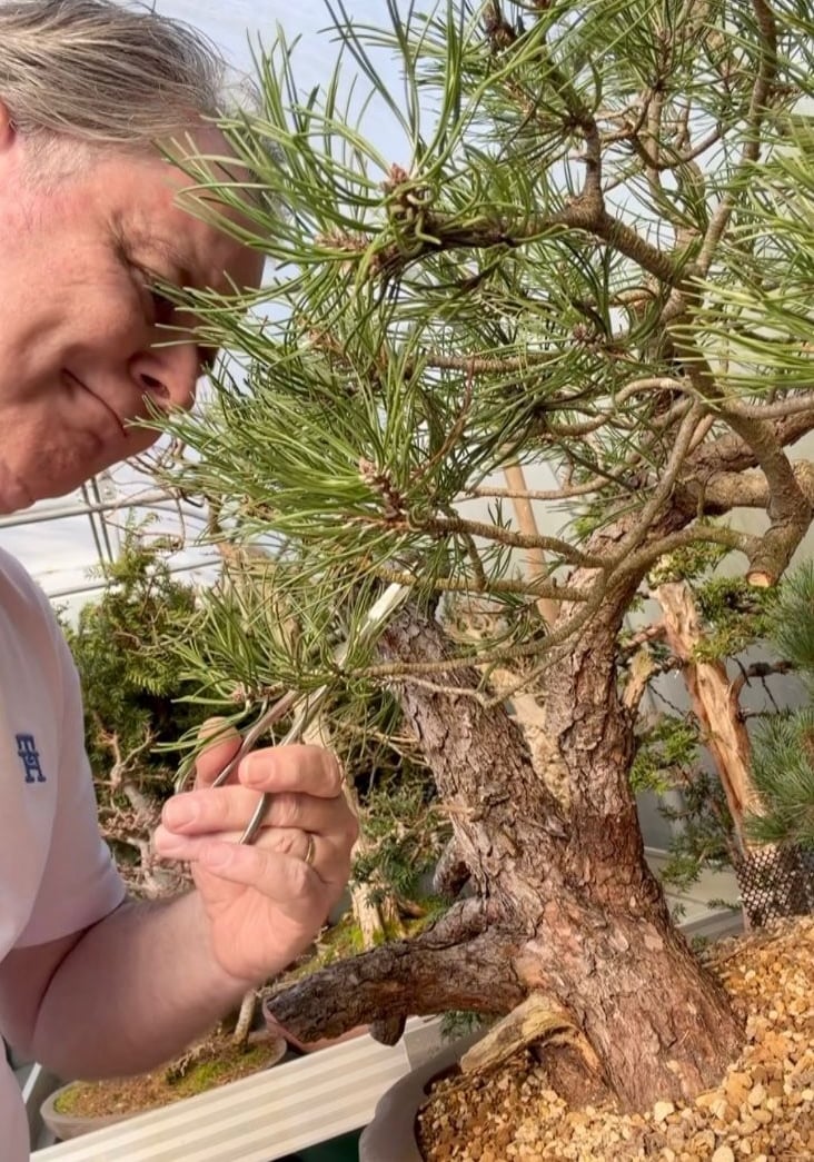 Twijfel jij welke tak je moet snoeien?