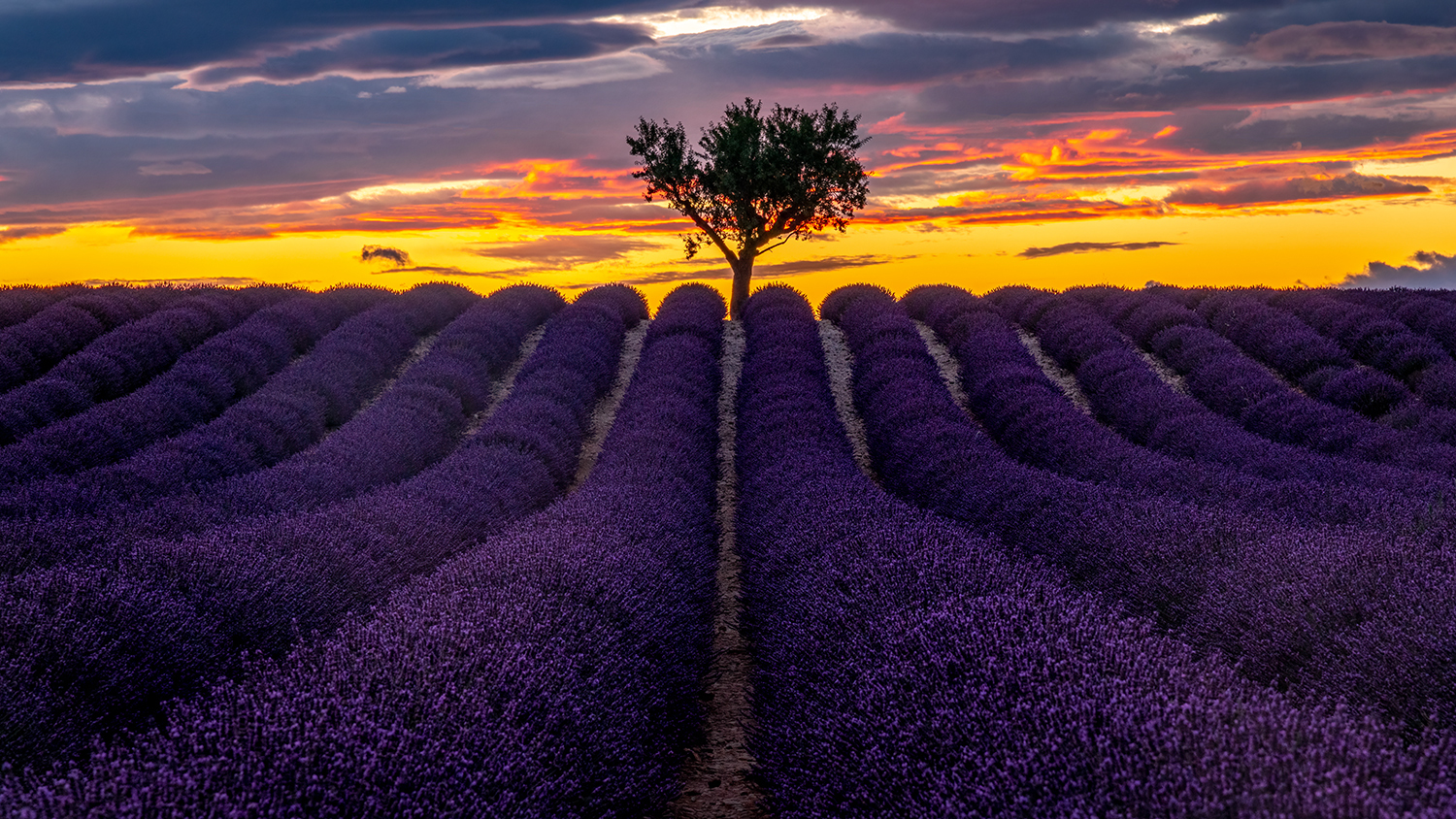 Bewerkte foto van Valensole