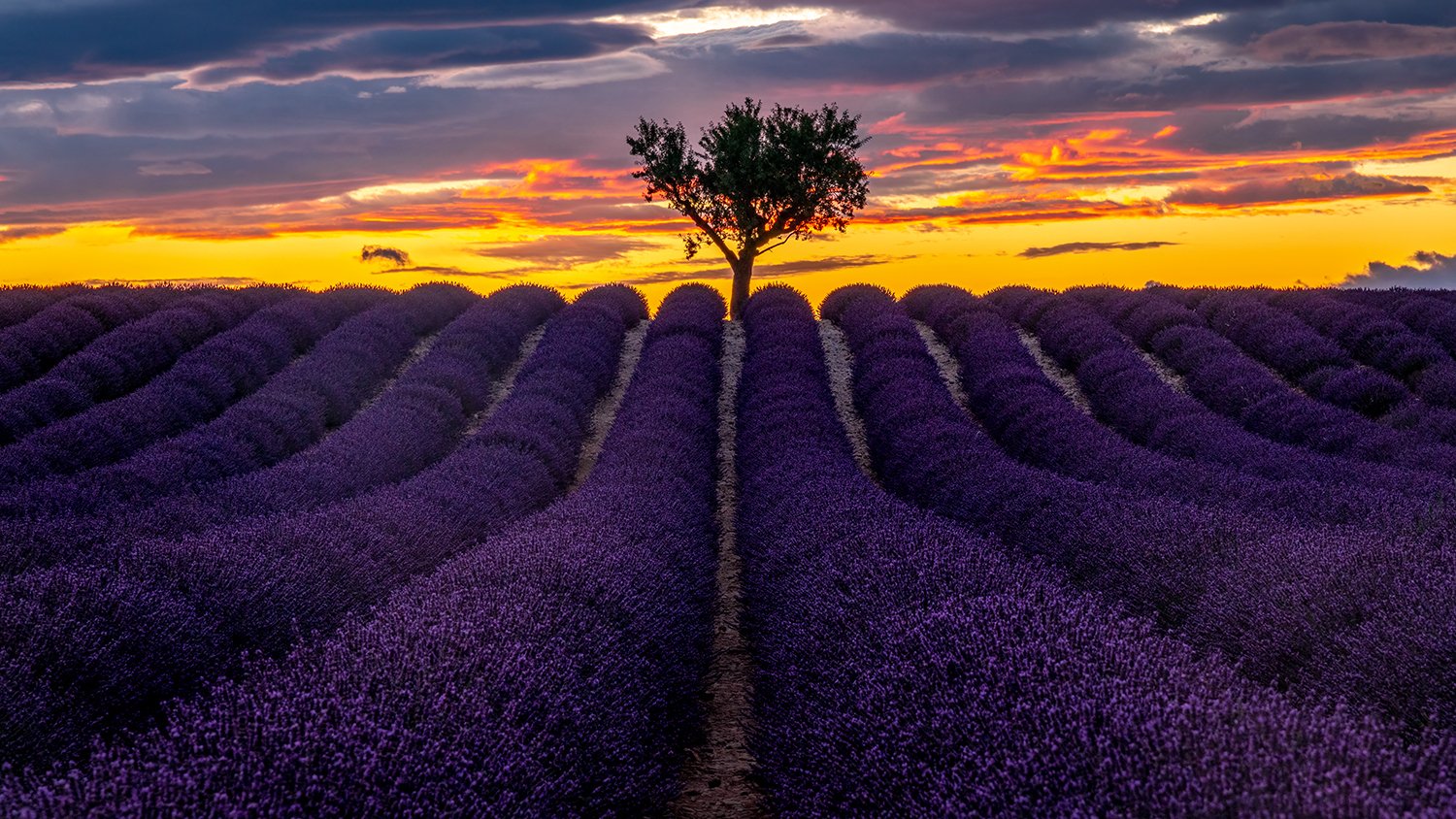 Bewerkte foto van Valensole