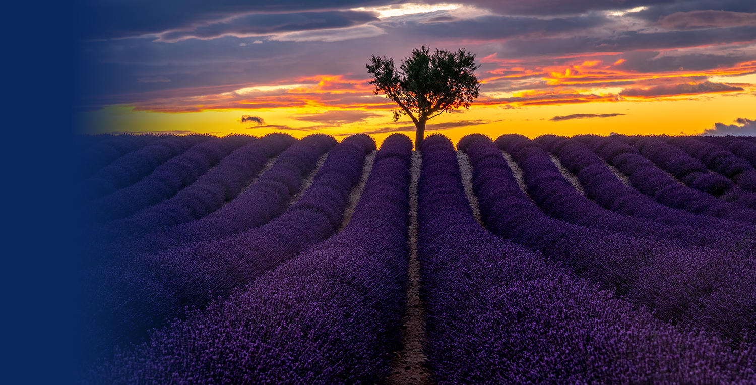 Lavendel Valensole