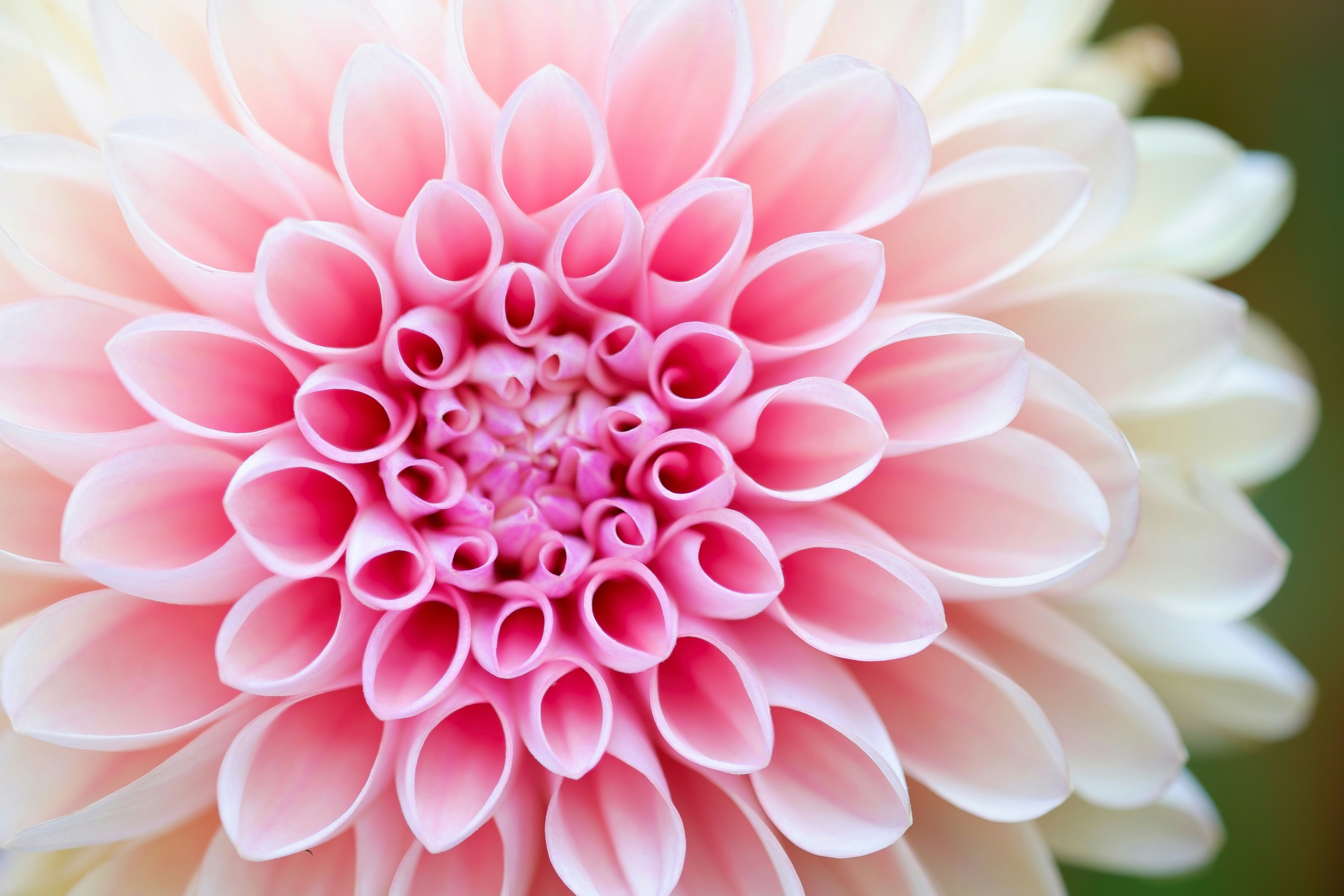 Dalia