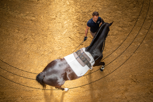 Praktijkles werk aan de hand met een paard