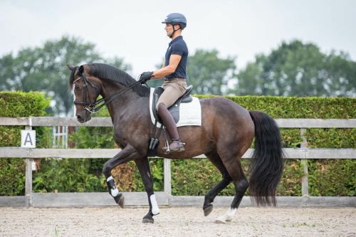 Ruiter op een paard bij de masterclass Piaffe, Passage en Pirouettes