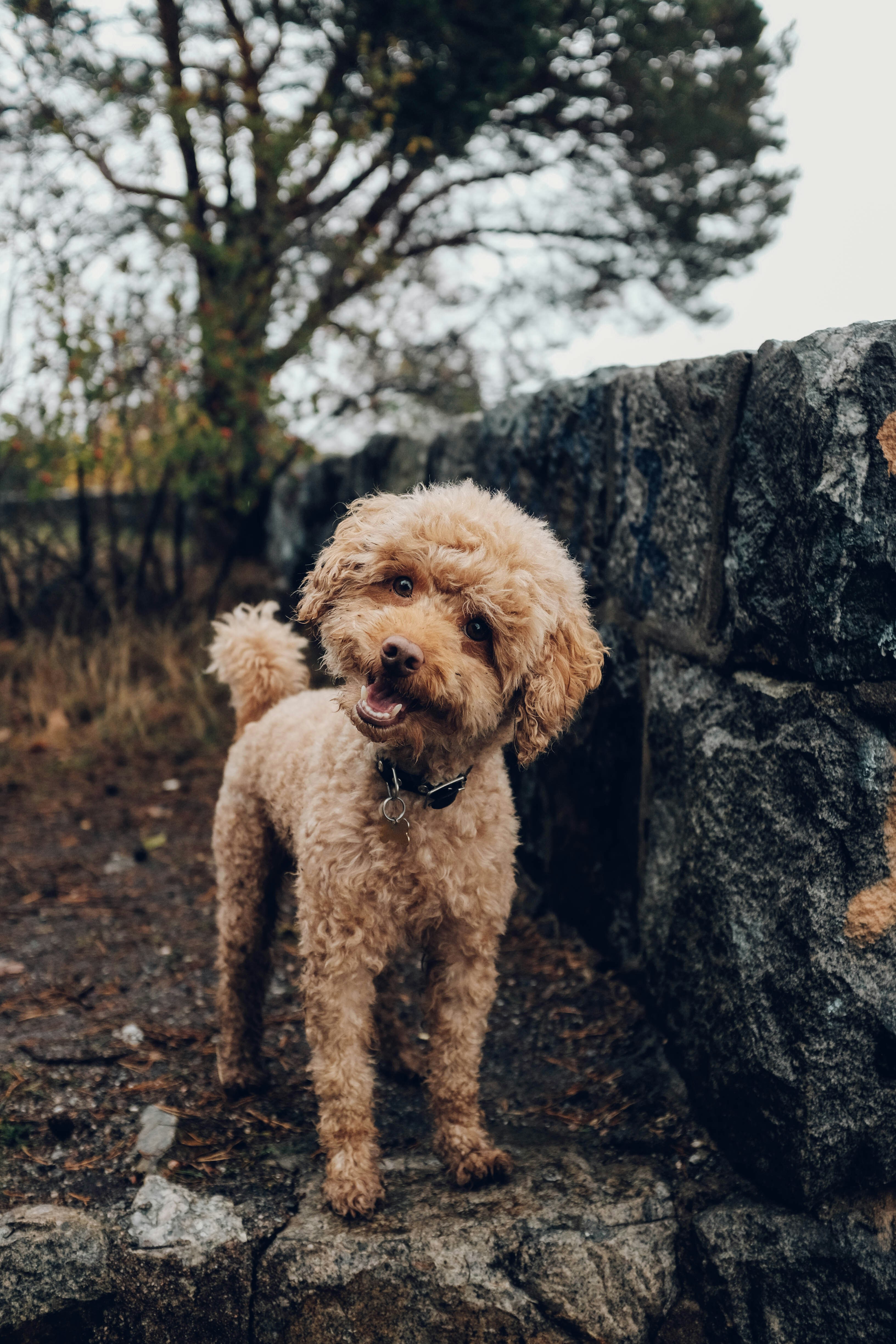 Dog day out