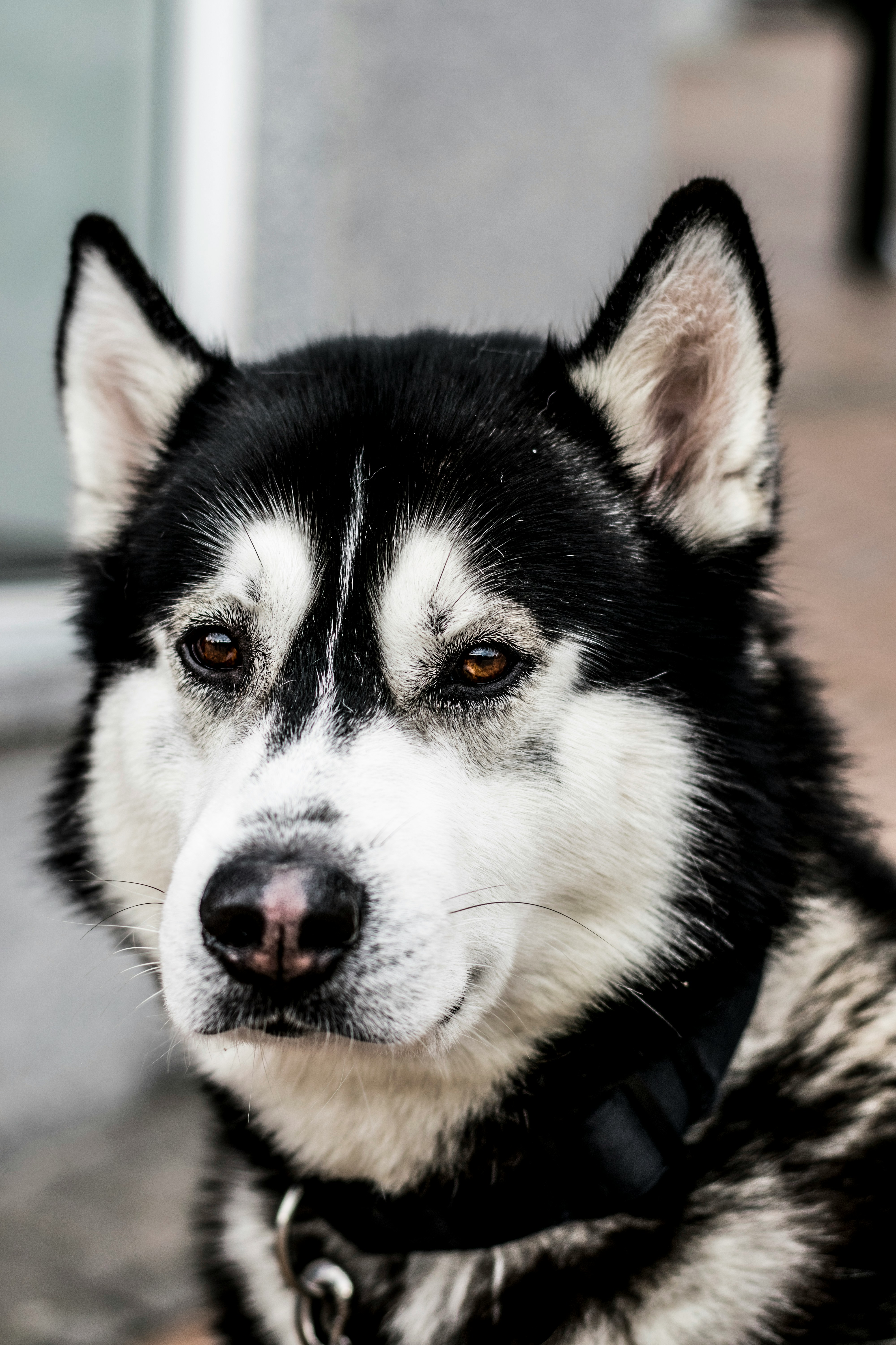 Doggy without a home