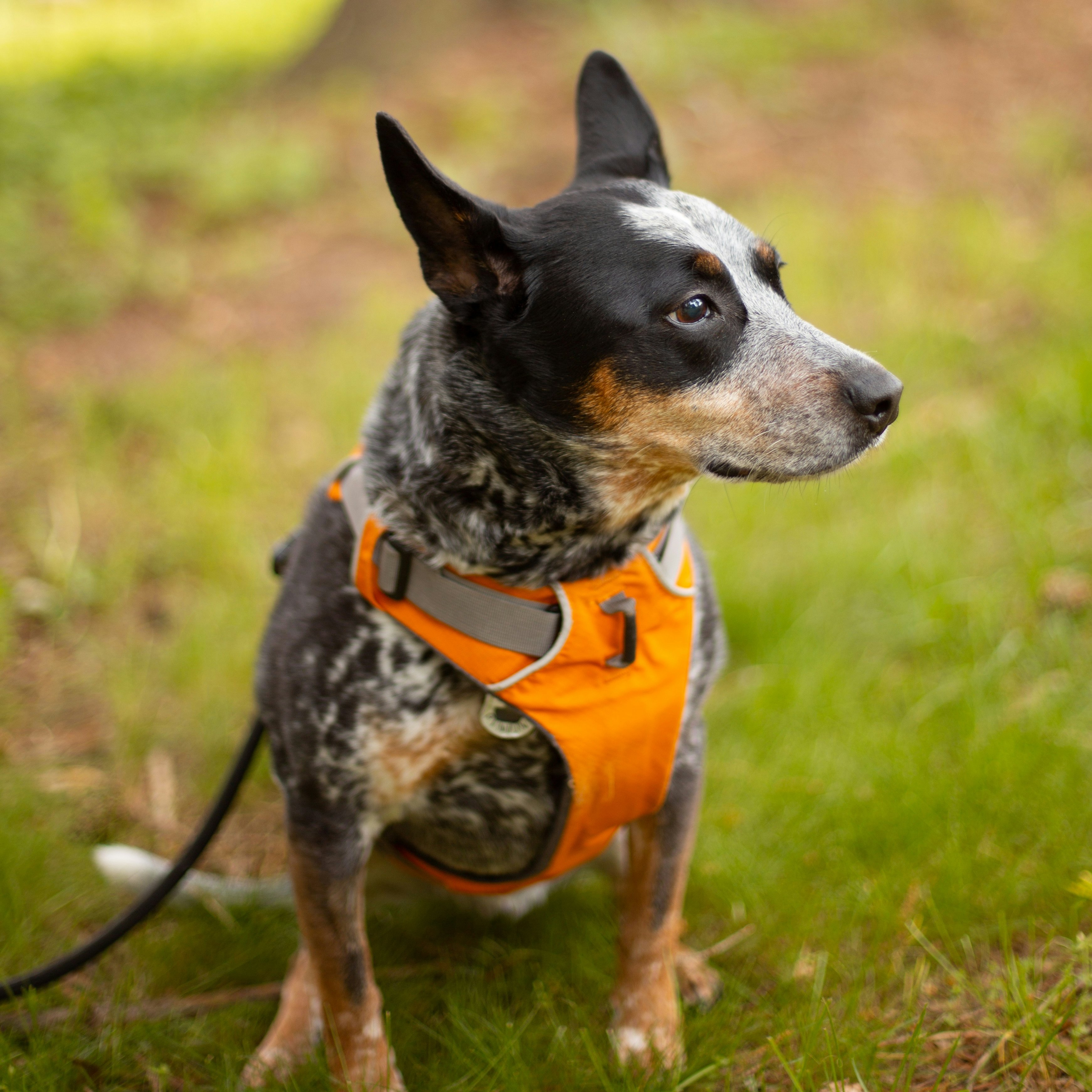 A dog sits patiently before going on a walk.
