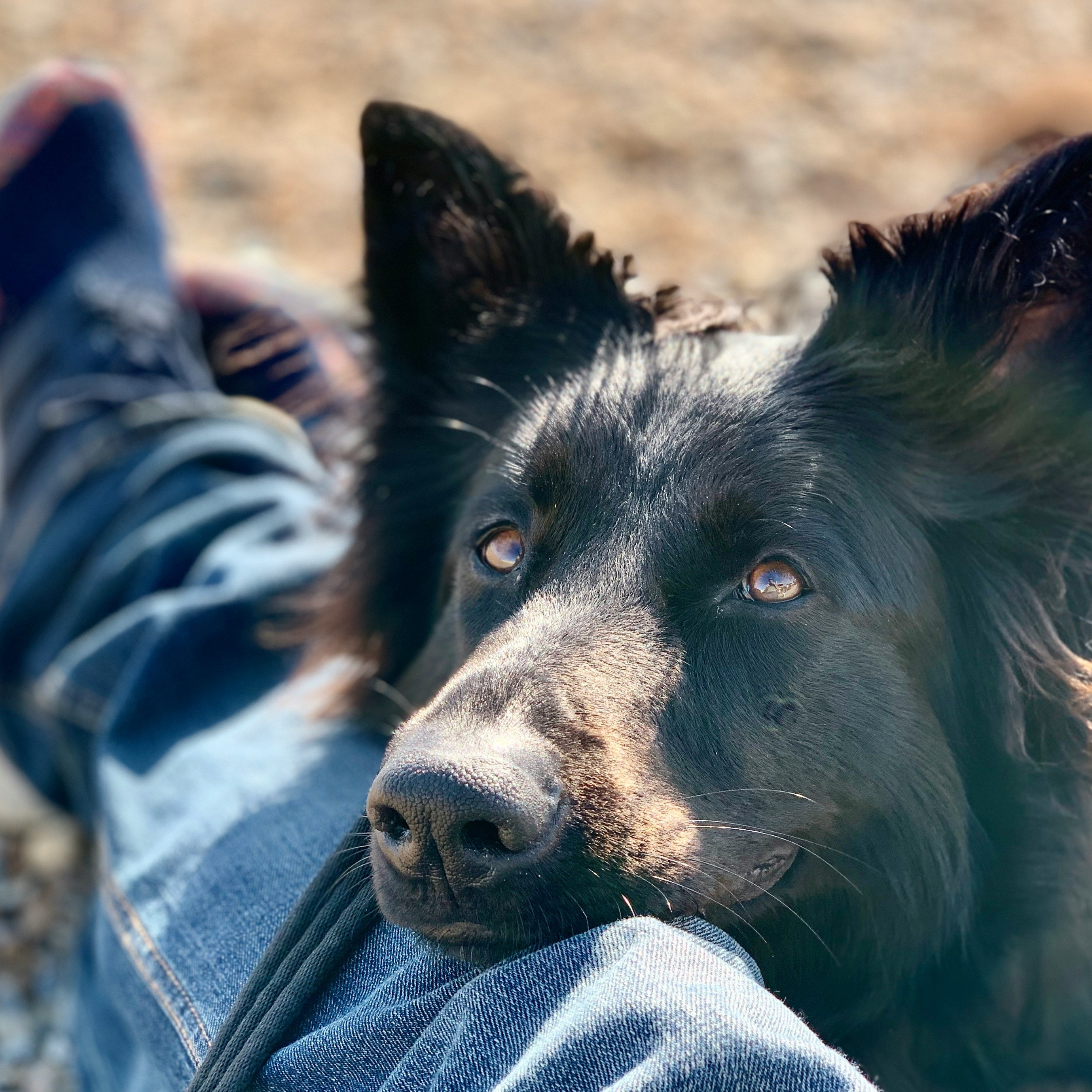 Black German Shepherd resting on Owners Leg on a Sandy Beach