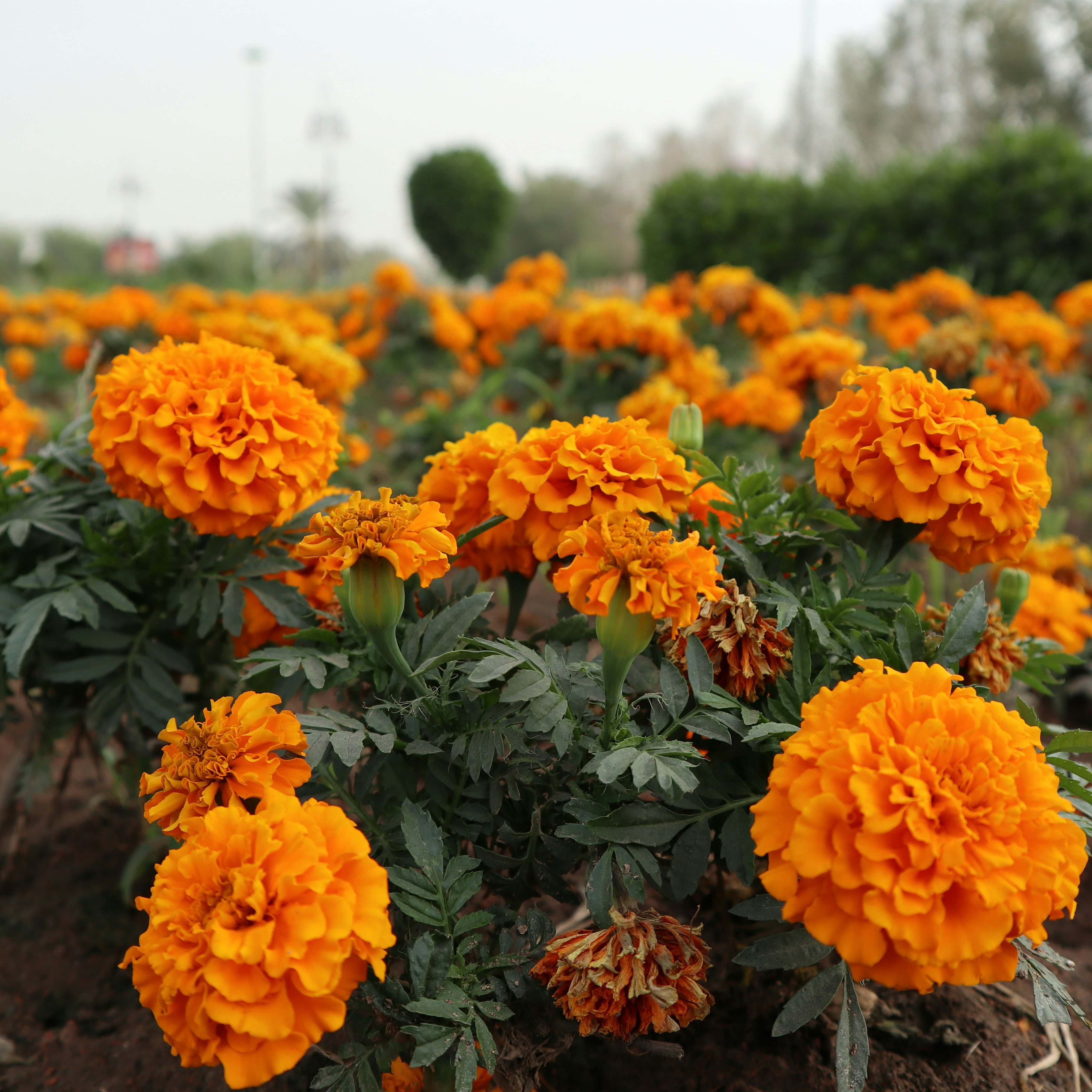 Orange Flower's