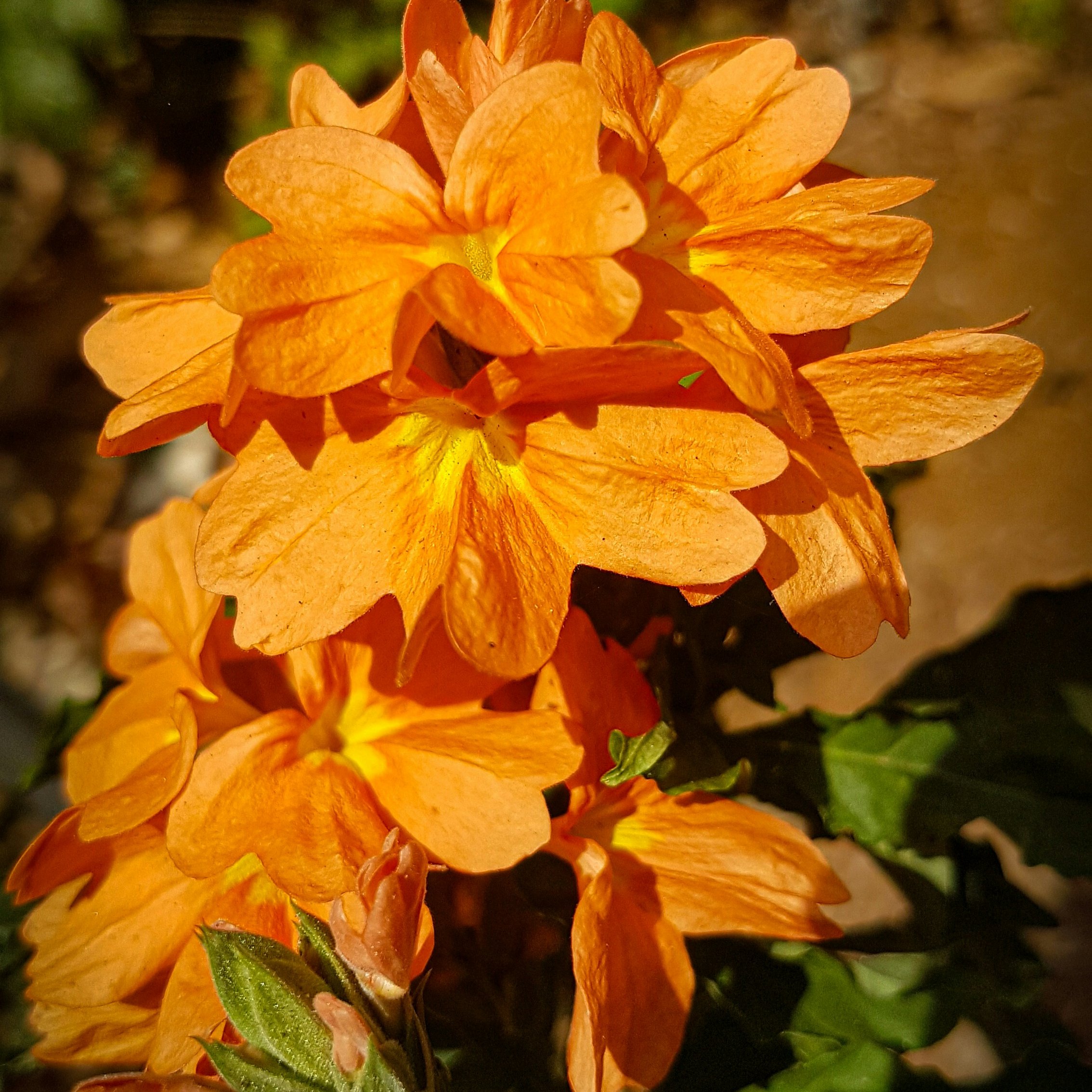 Botanical Name : Crossandra infundibuliformis In Tamil : Kanakambaram