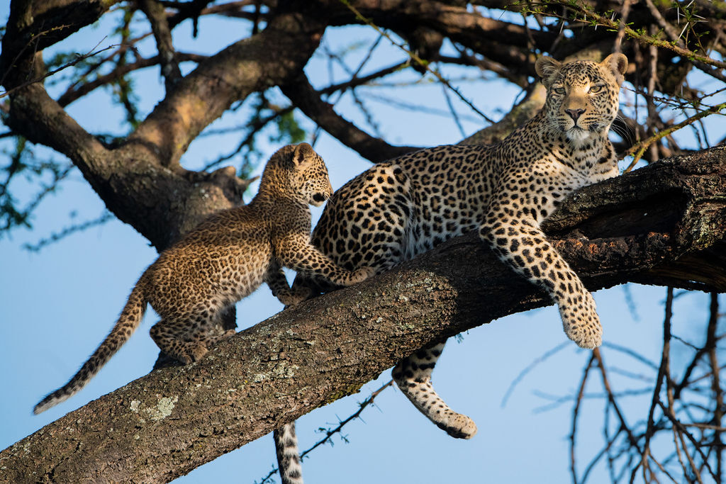 Moeder luipaard spelend met cub in boom