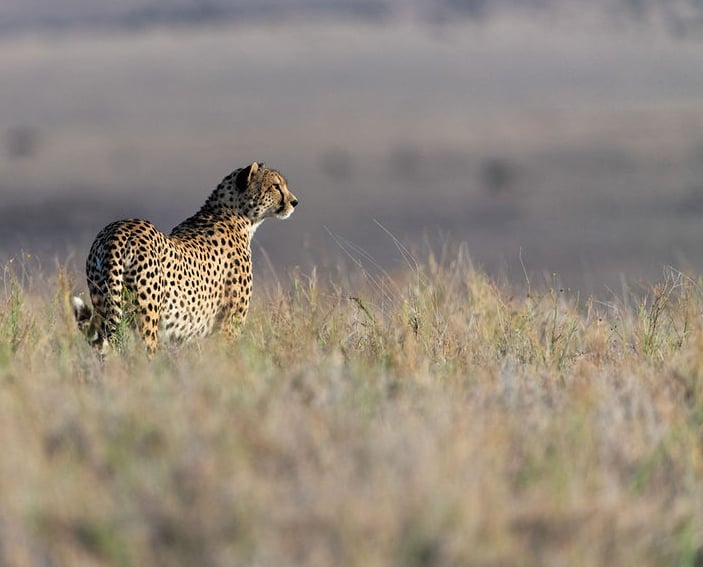 cheetah op de savanne