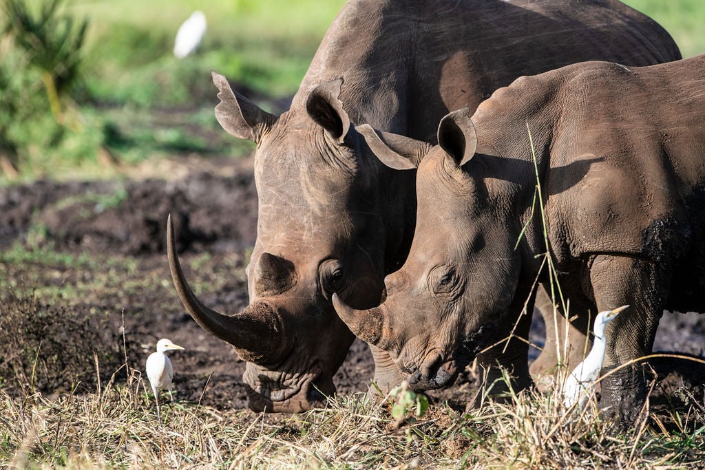 Moeder neushoorn met jong