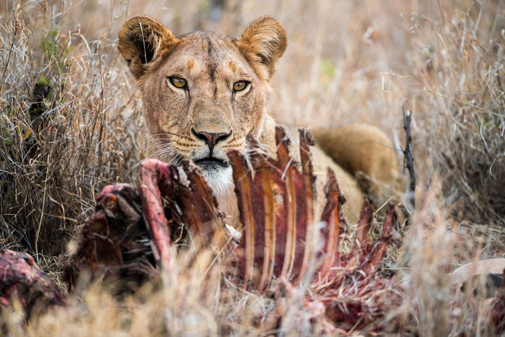 Leeuwin etend bij karkas