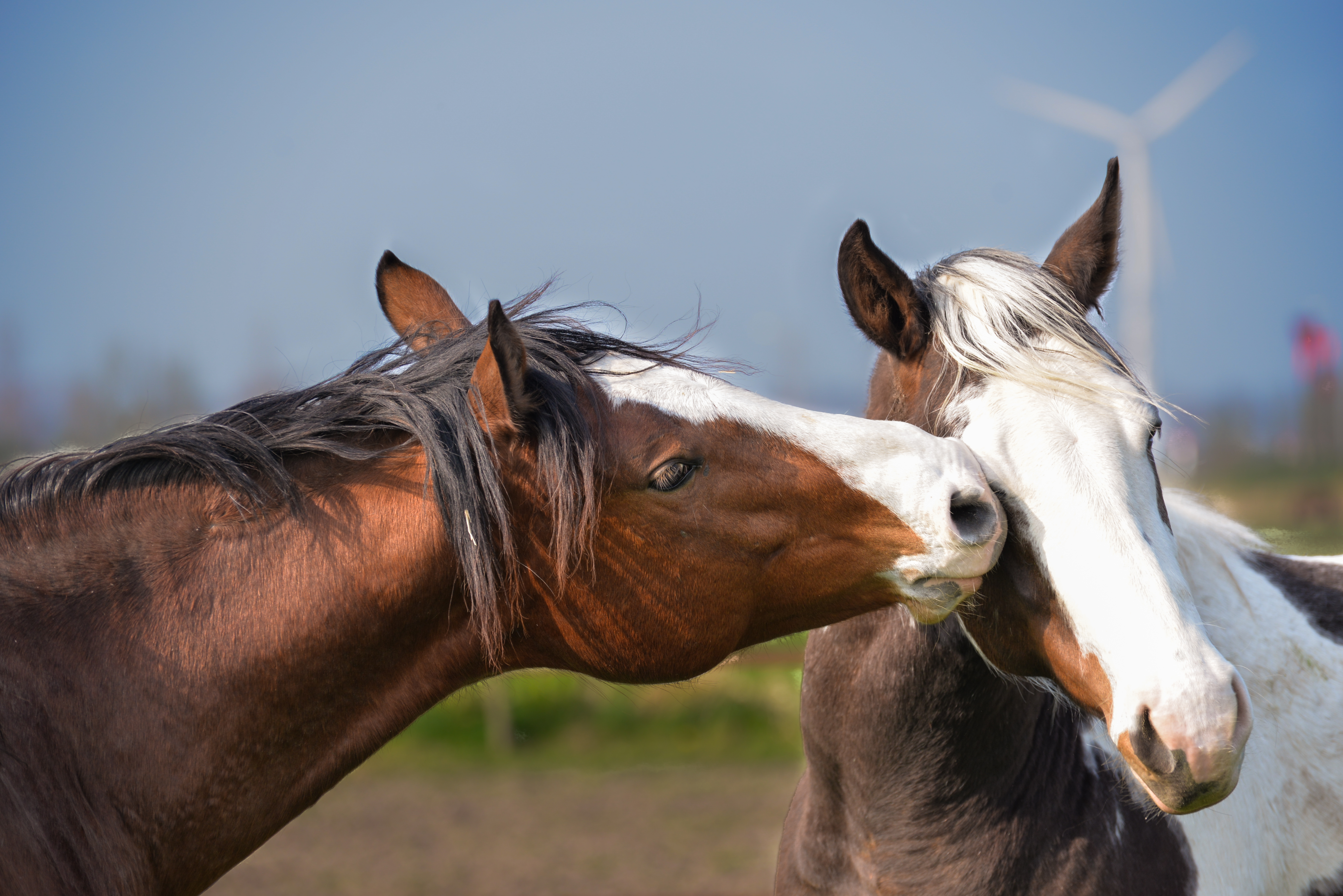 Paarden kroelen elkaar vanwege sociale interactie