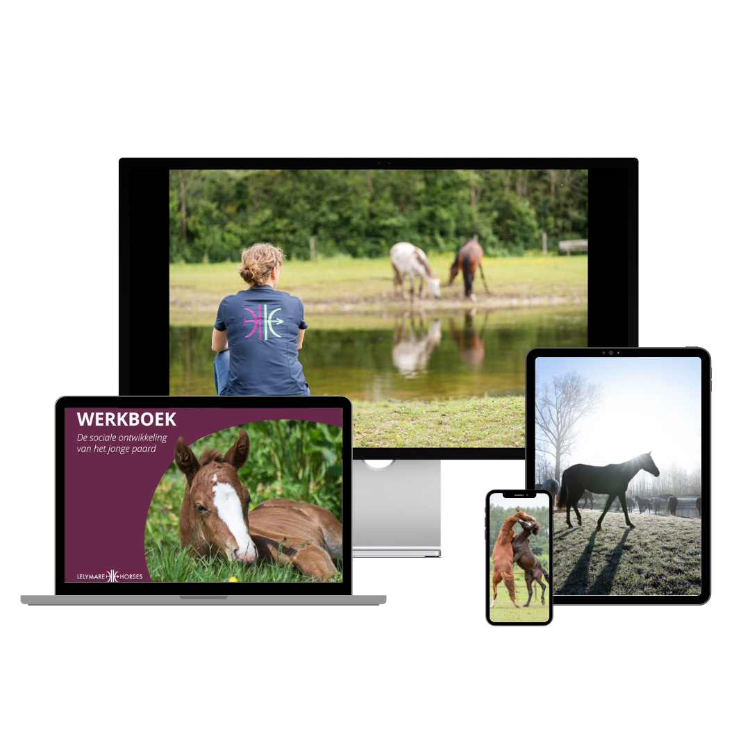 De mockup welke verschillende beelden laat zien uit de training sociale ontwikkeling van het jonge paard