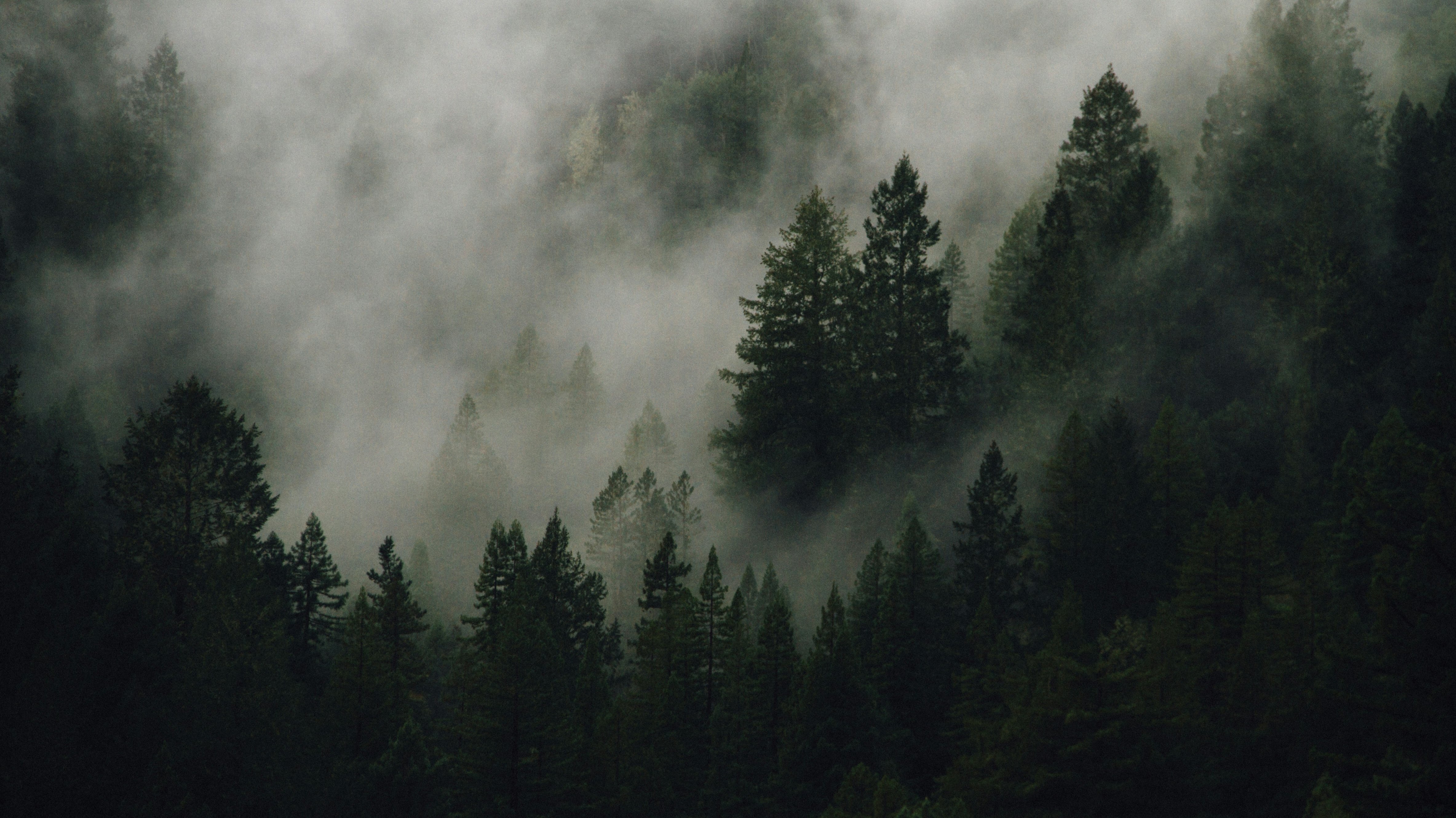 Foggy trees