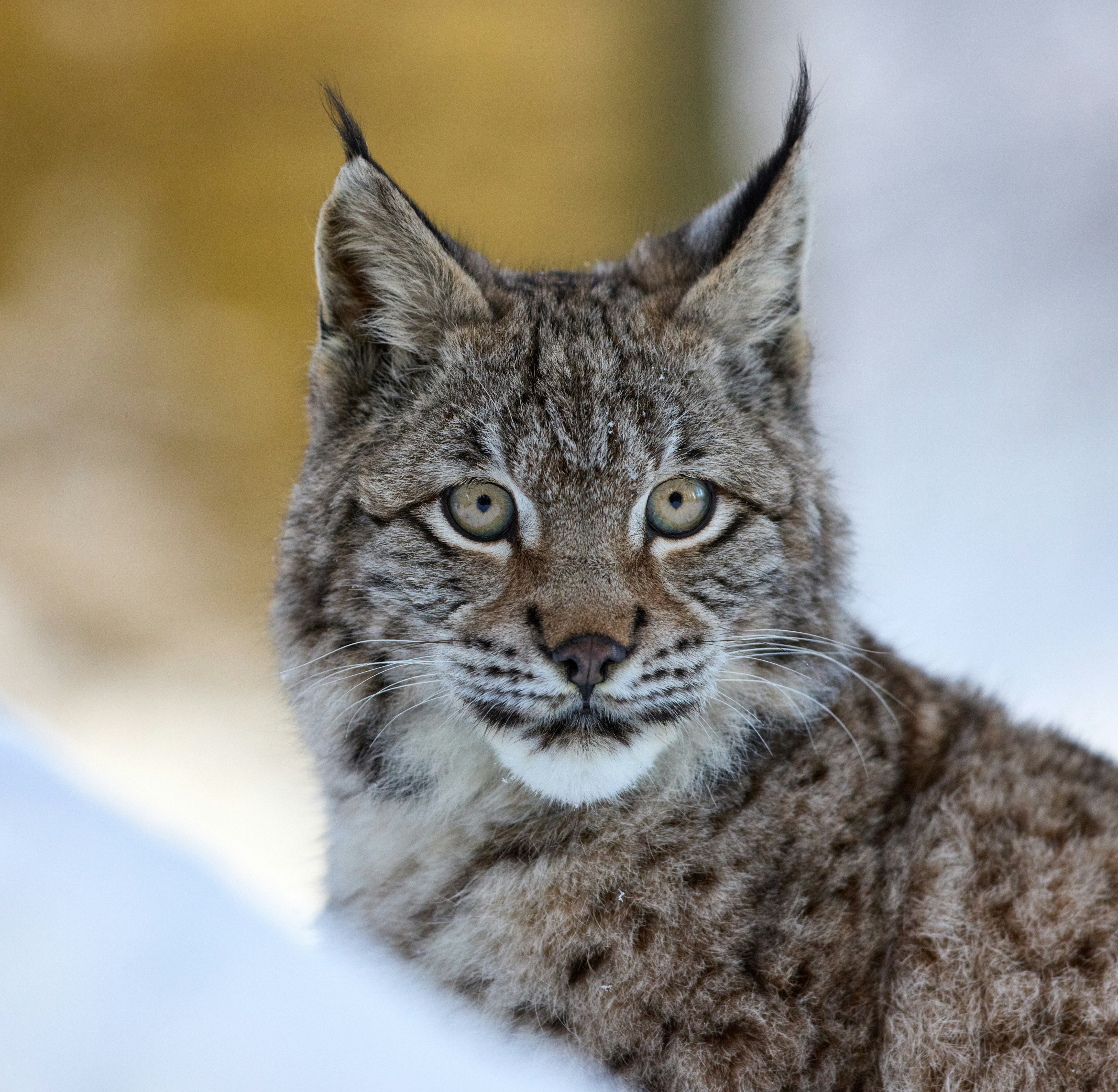 Lynx portrait