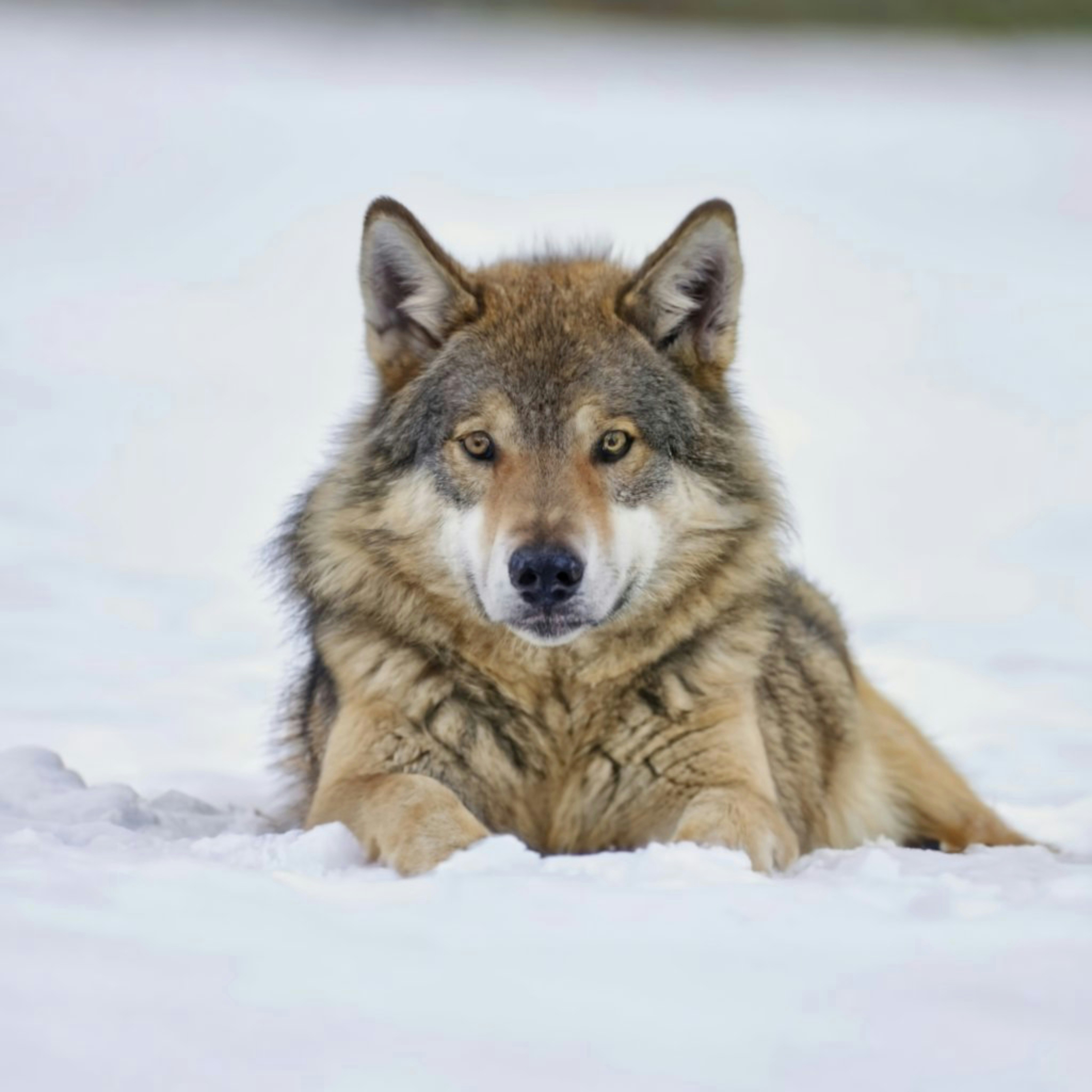 Lobo na neve wolf in the snow