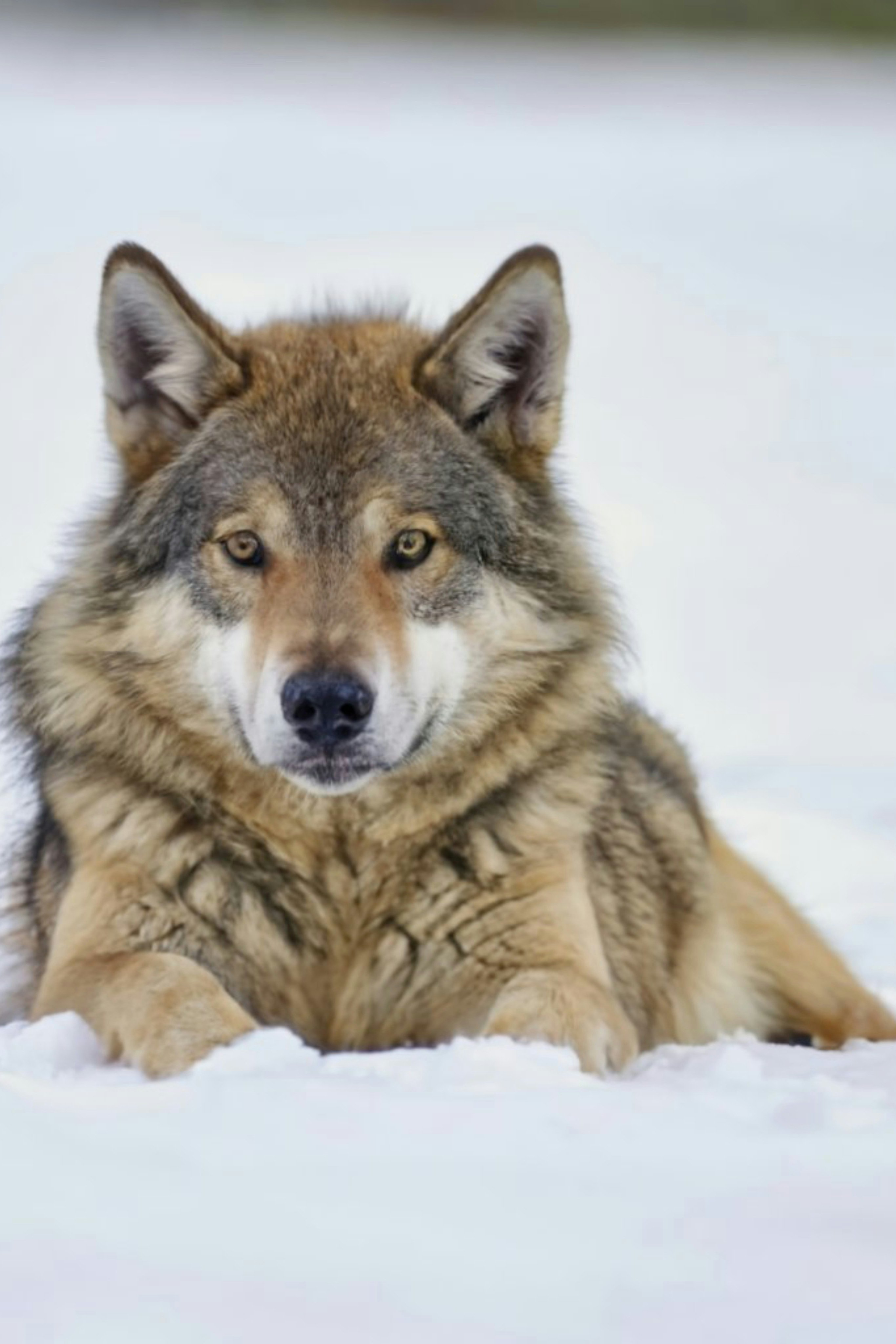 Lobo na neve wolf in the snow