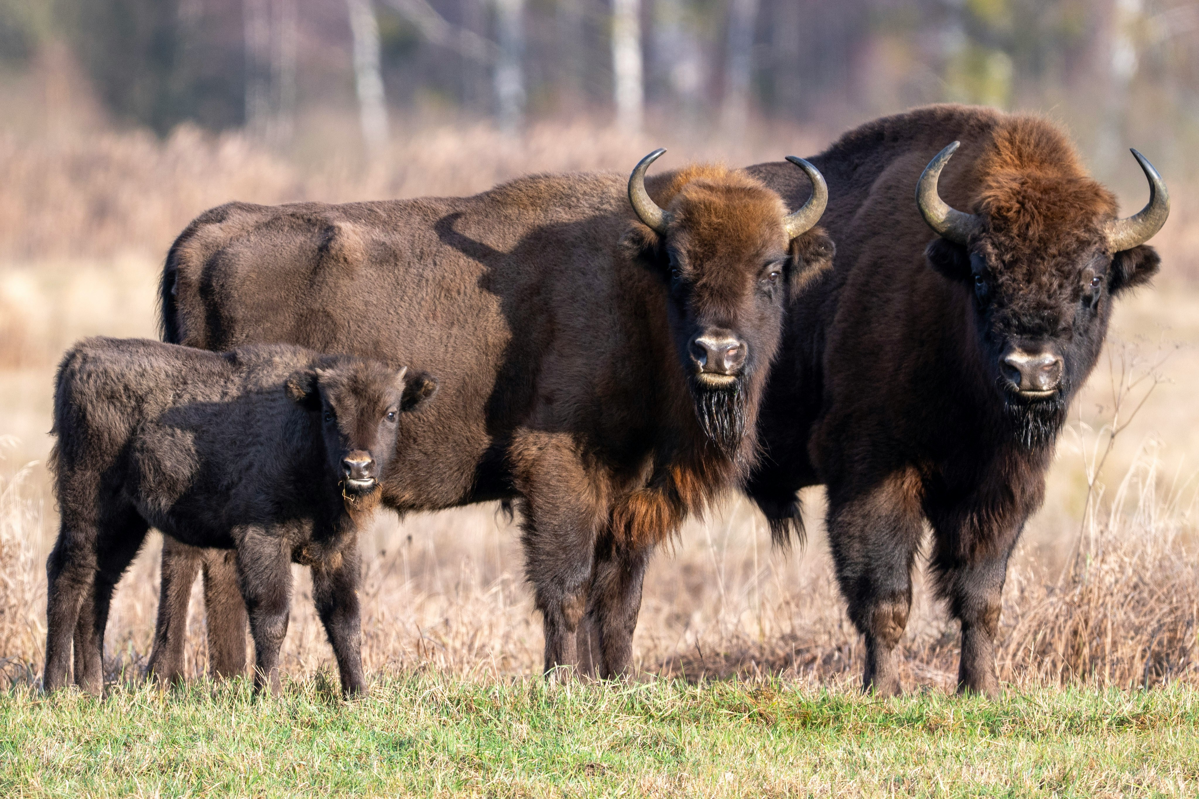 Żubr europejski / European bison