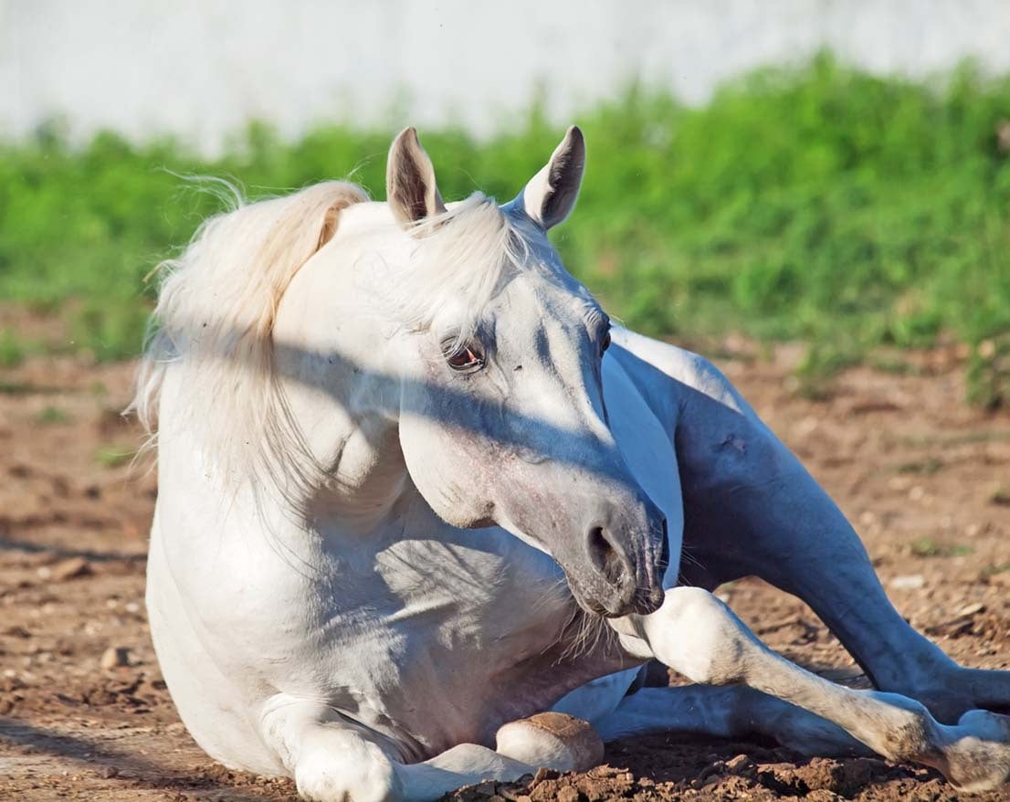 bachbloesem voor paarden