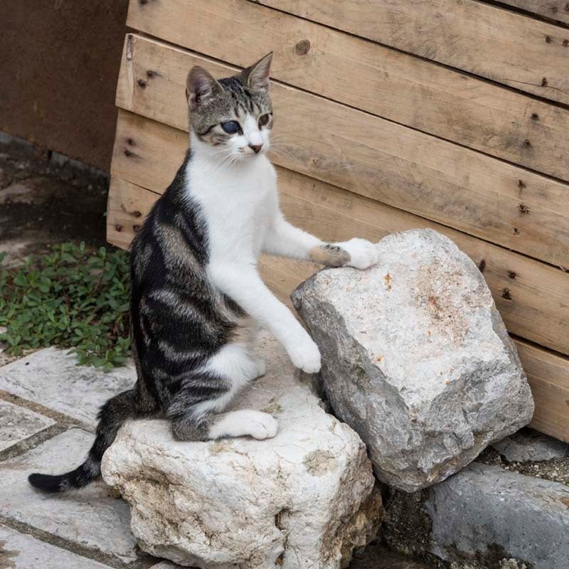 bachbloesem voor katten