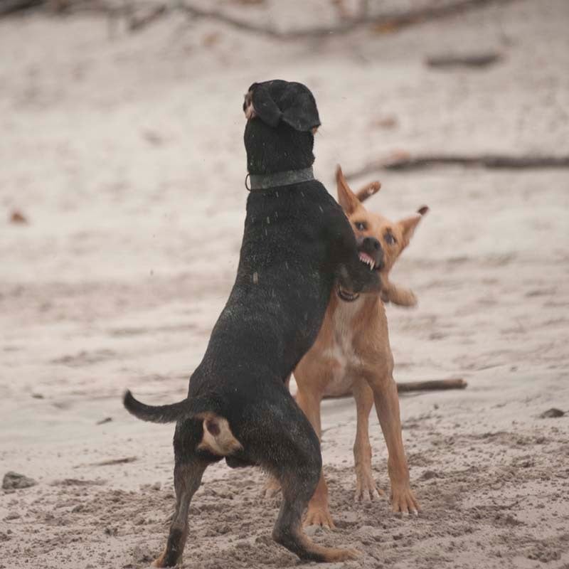 bachbloesem voor honden
