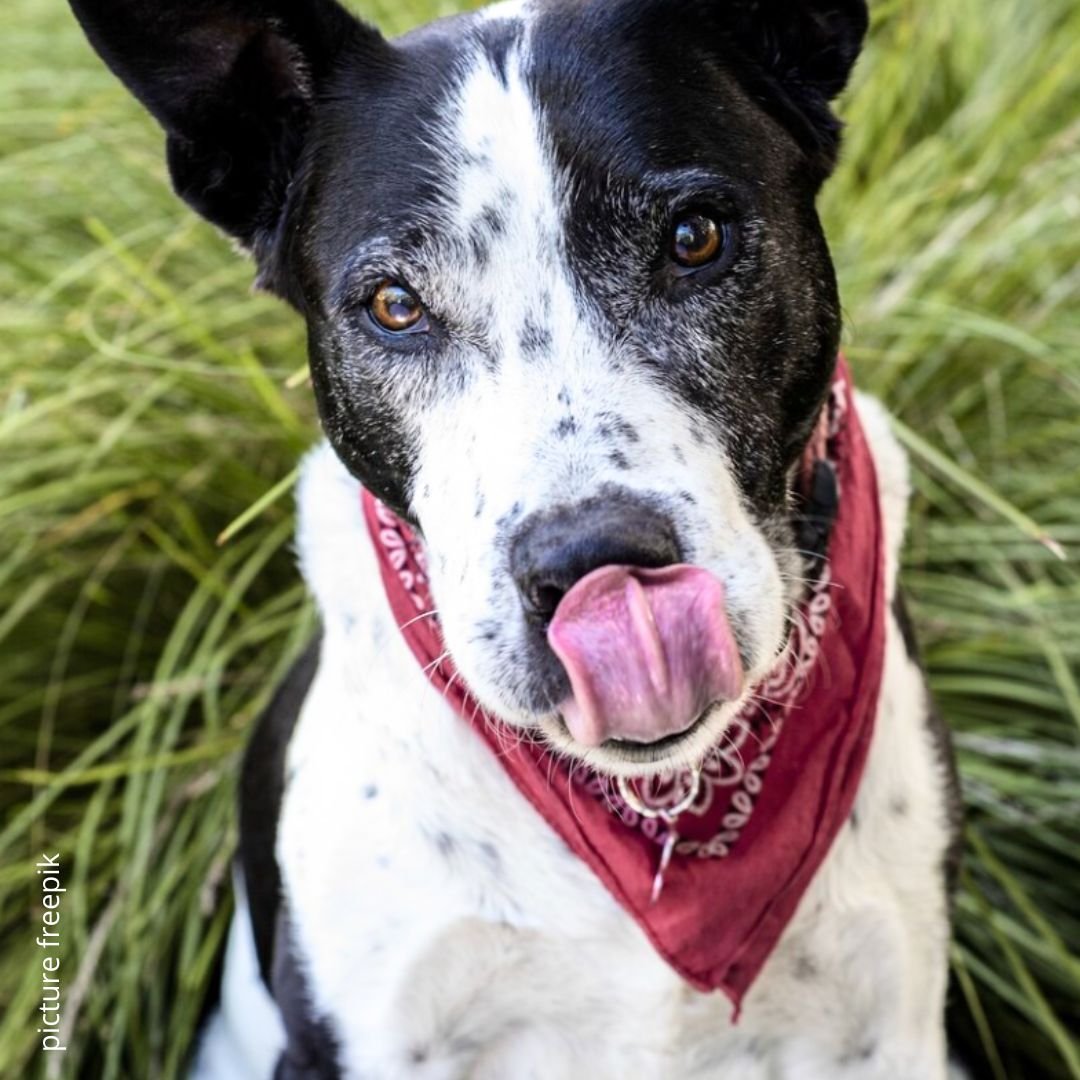 Hondentaal freepik neuslik