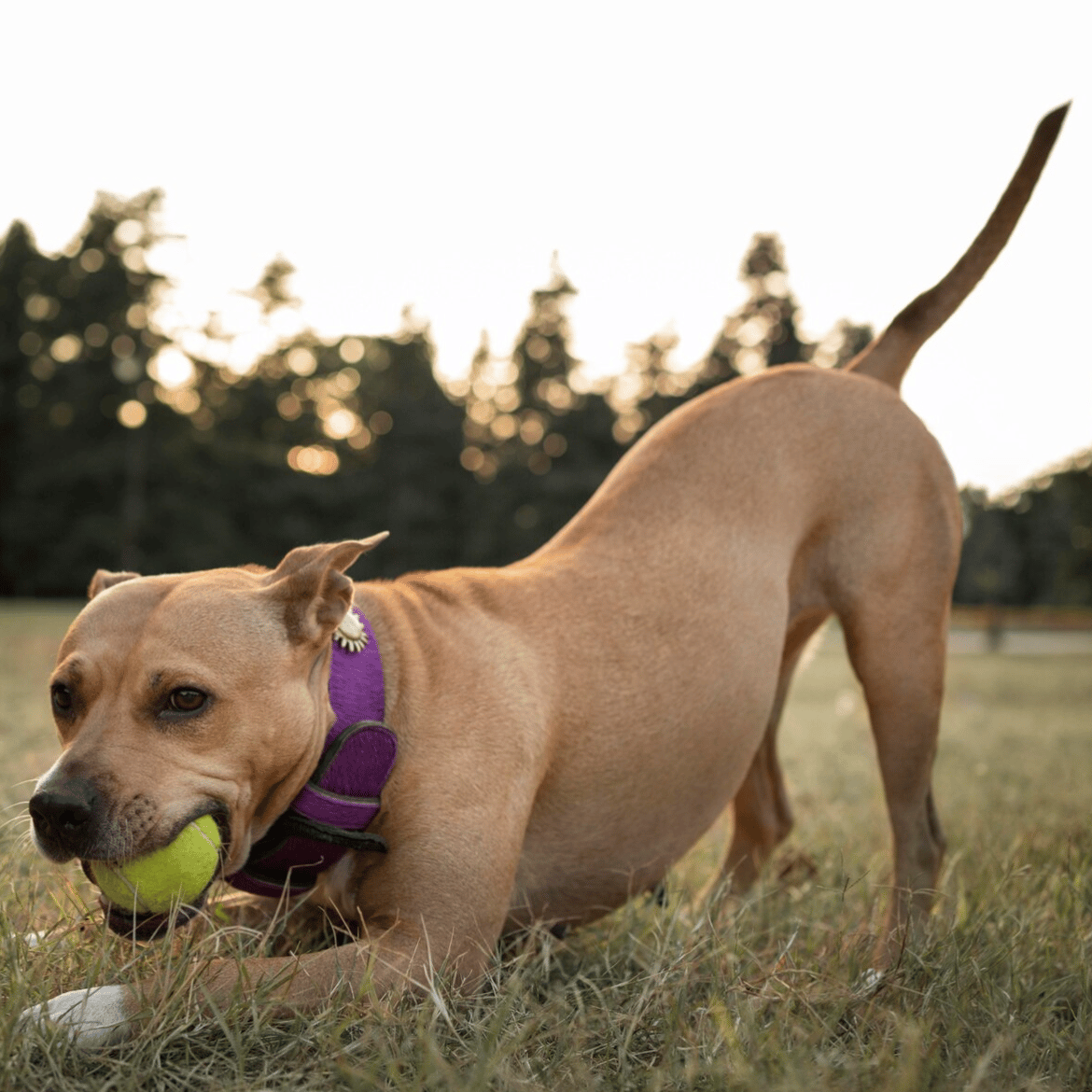 PetFriend hondentaal freepik spelboog