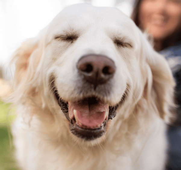 Hondentaal freepik clownslach dichtgeknepen ogen orenplat