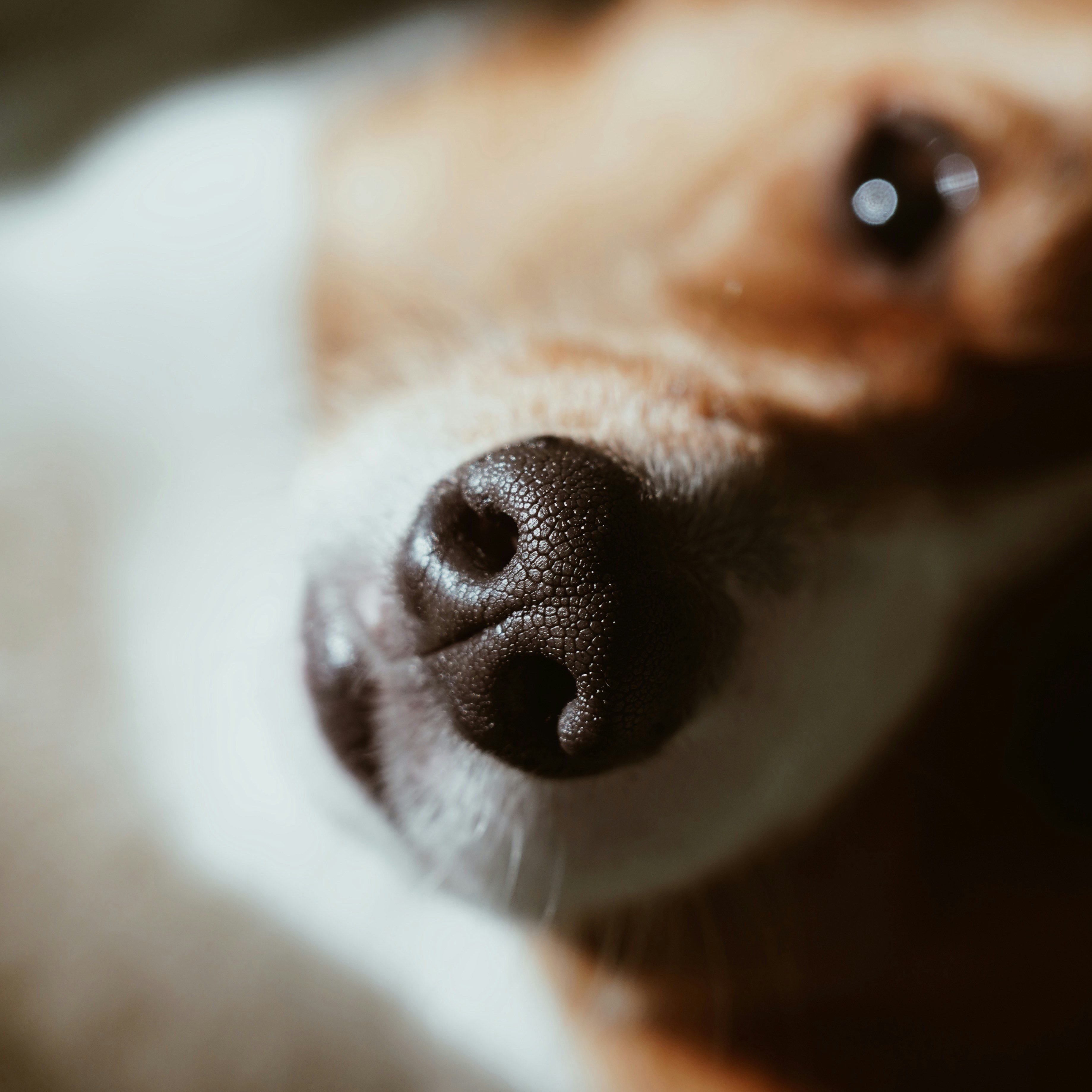 detail of my corgi’s nose