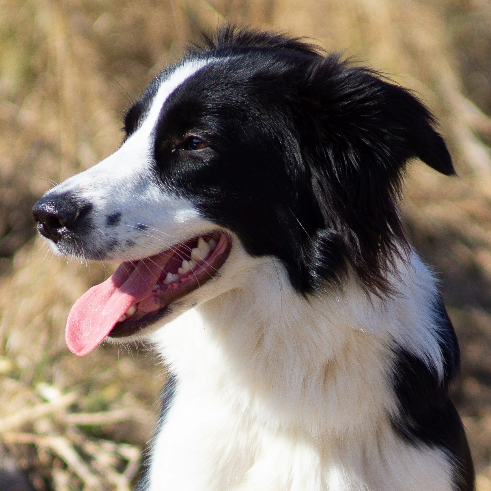Border Collie / Malinois mix; 9 months old