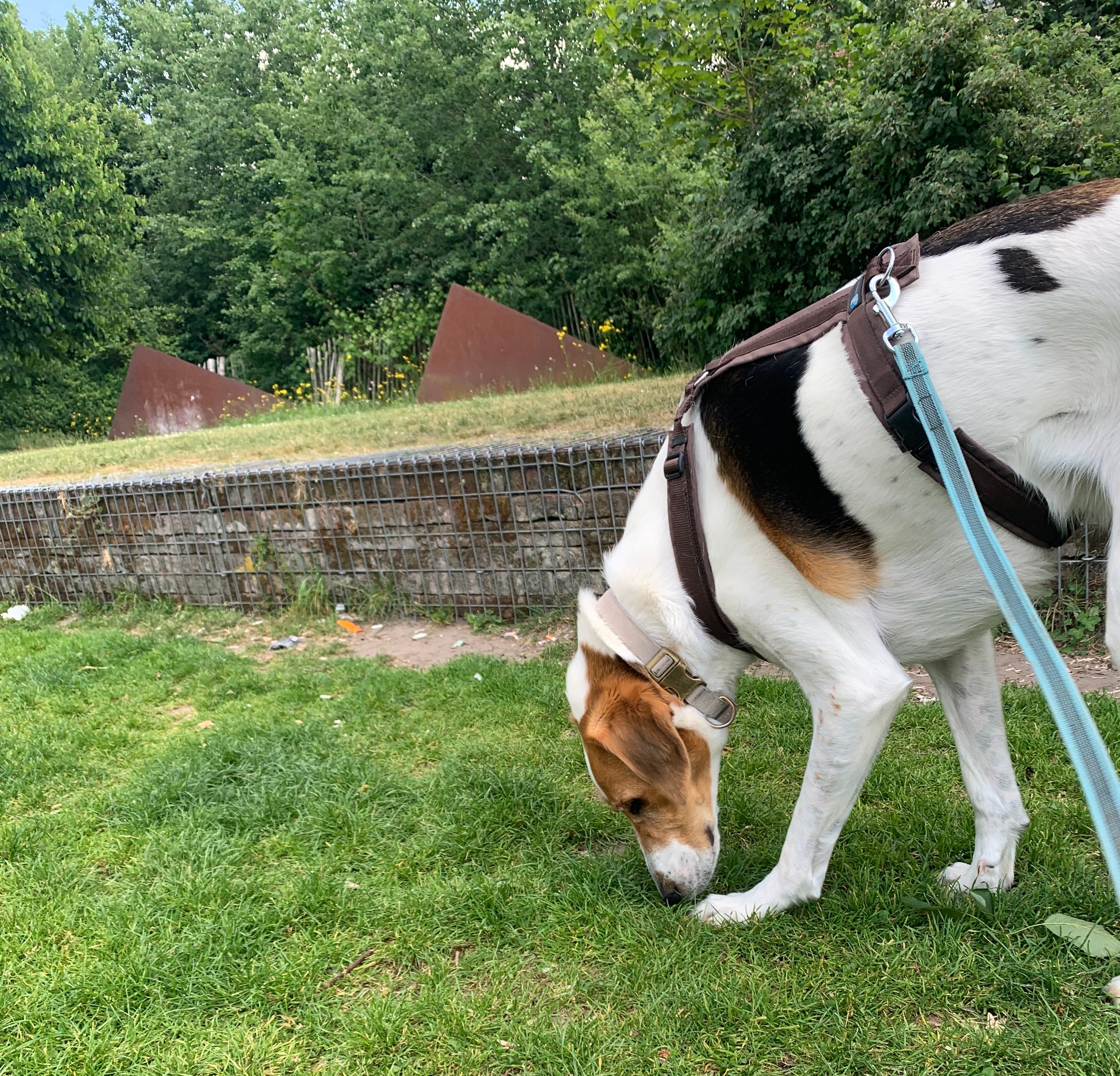 snuffelen in het stadspark