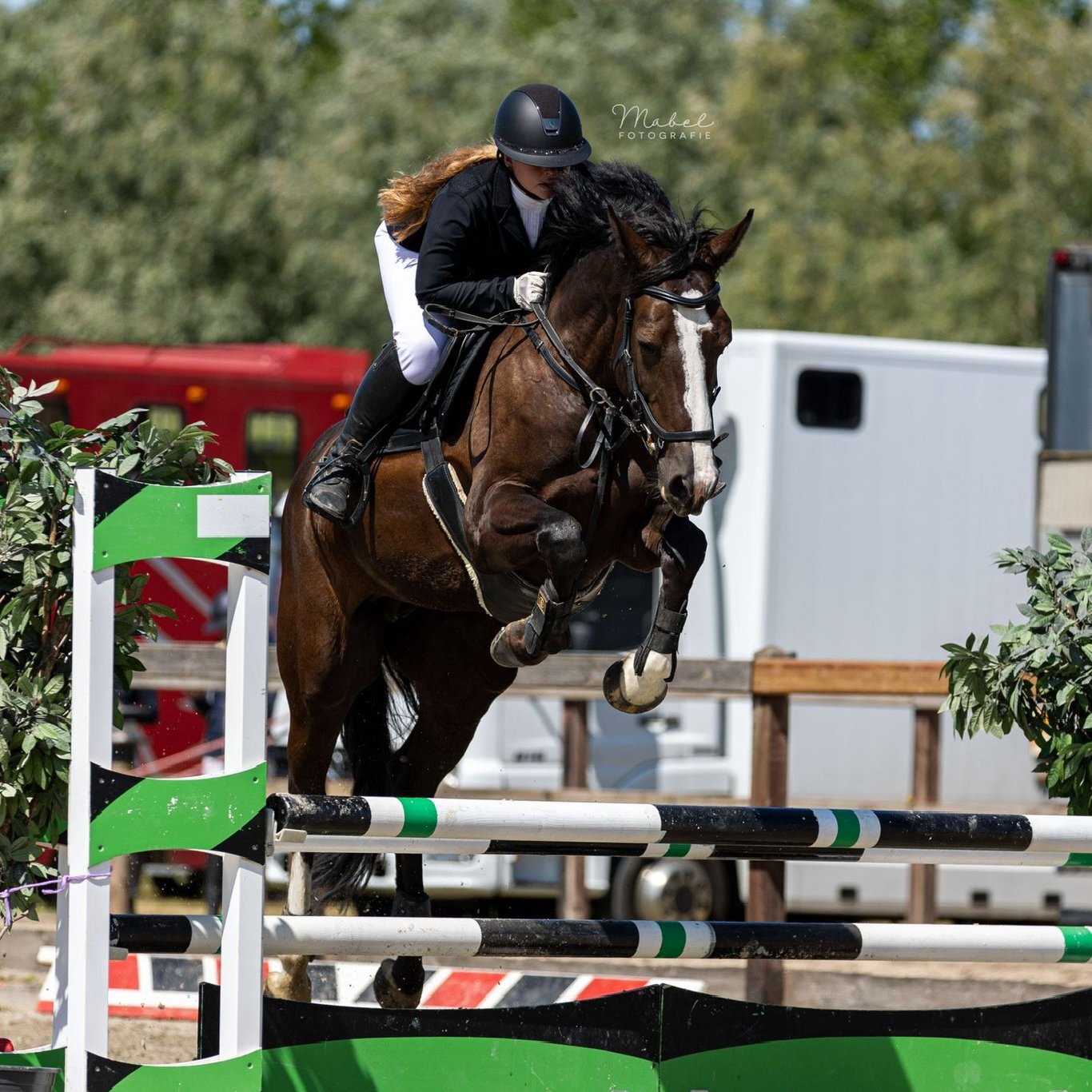 Een paard dat last heeft van IBD en daarvoor ondersteuning krijg met supplementen.