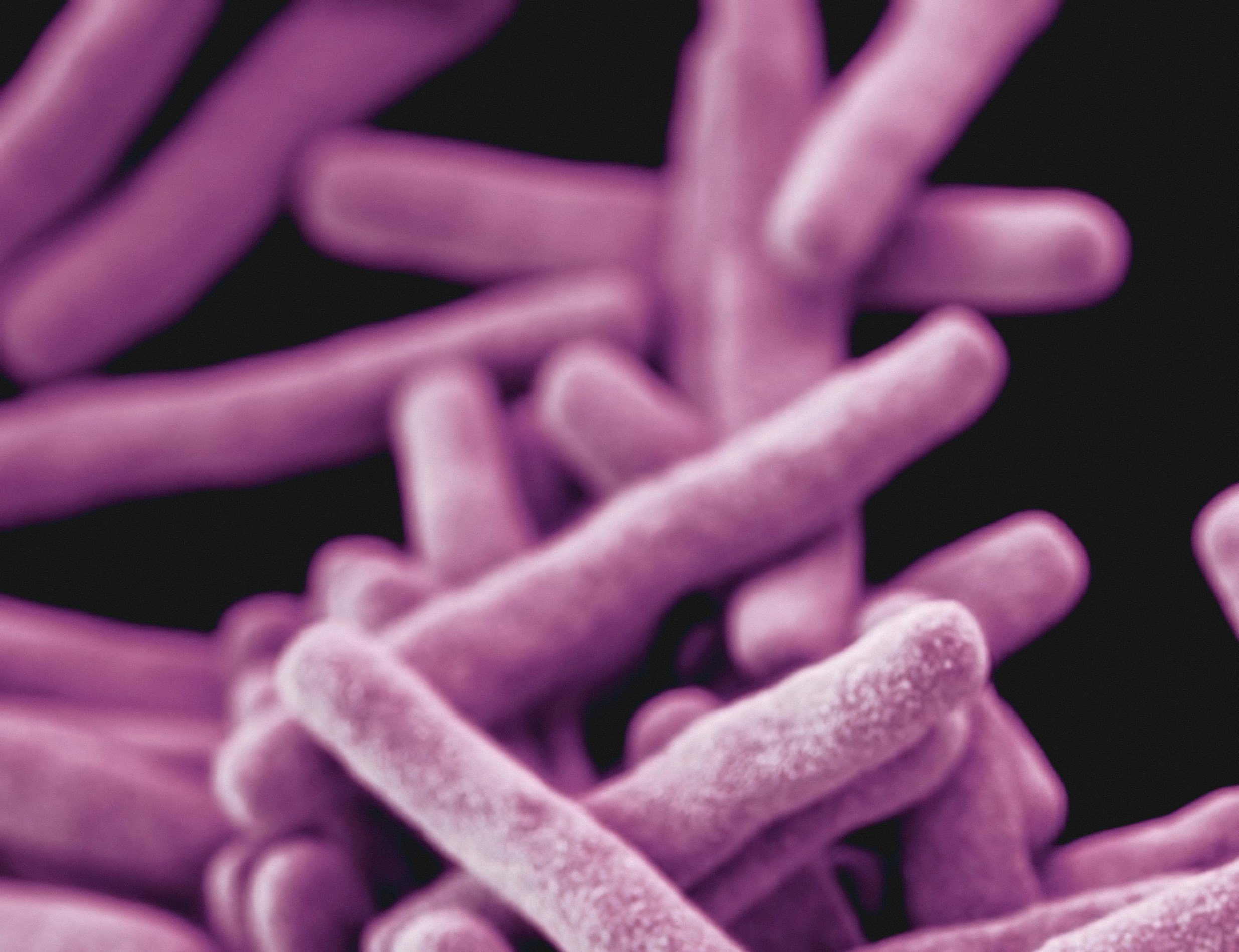 Darmbacterien bij een paard