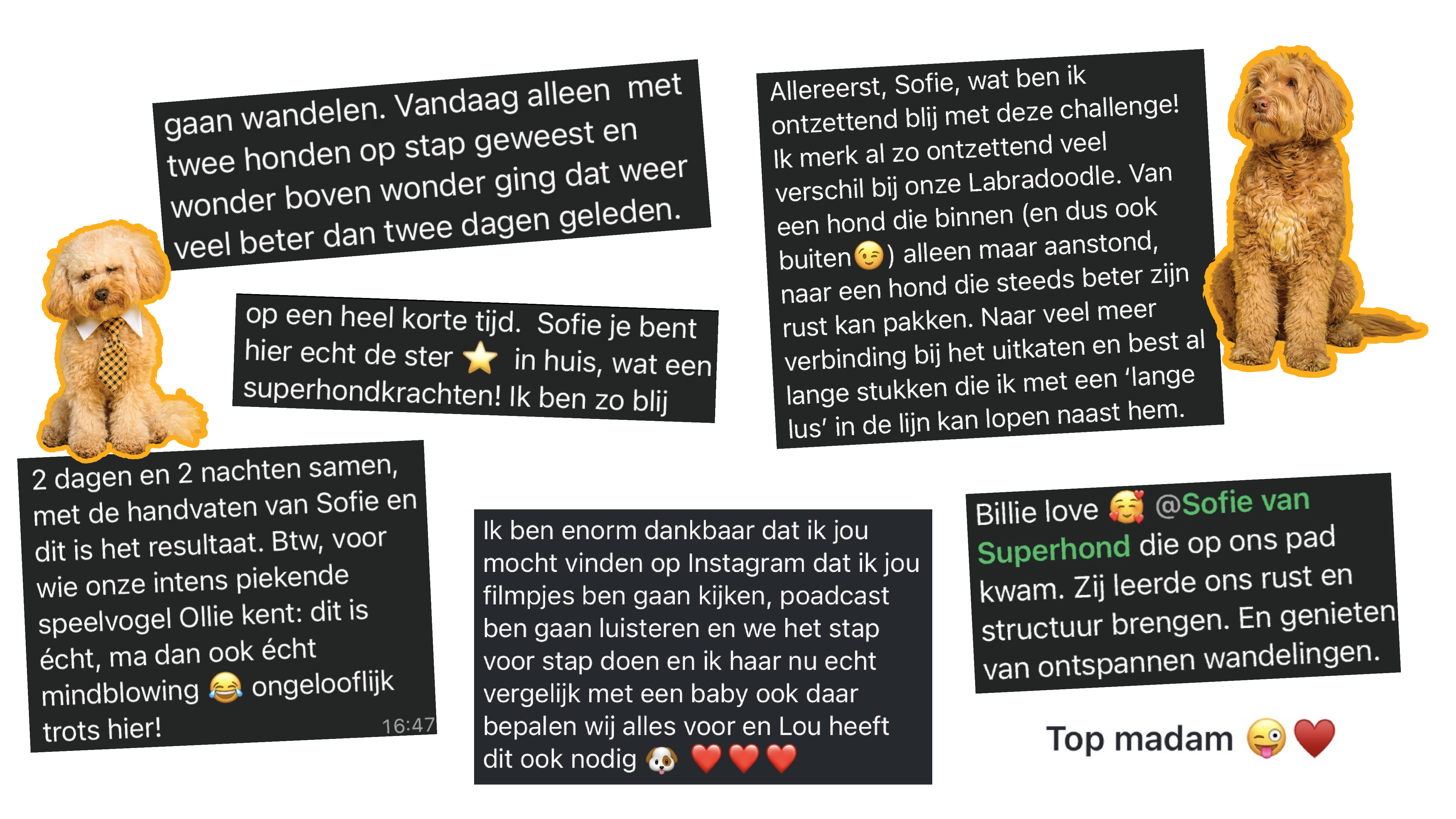 Woef Wonderland 3-daagse