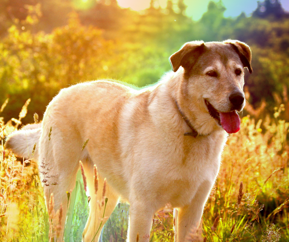 Hond met regenboog om de overgang te simuleren.