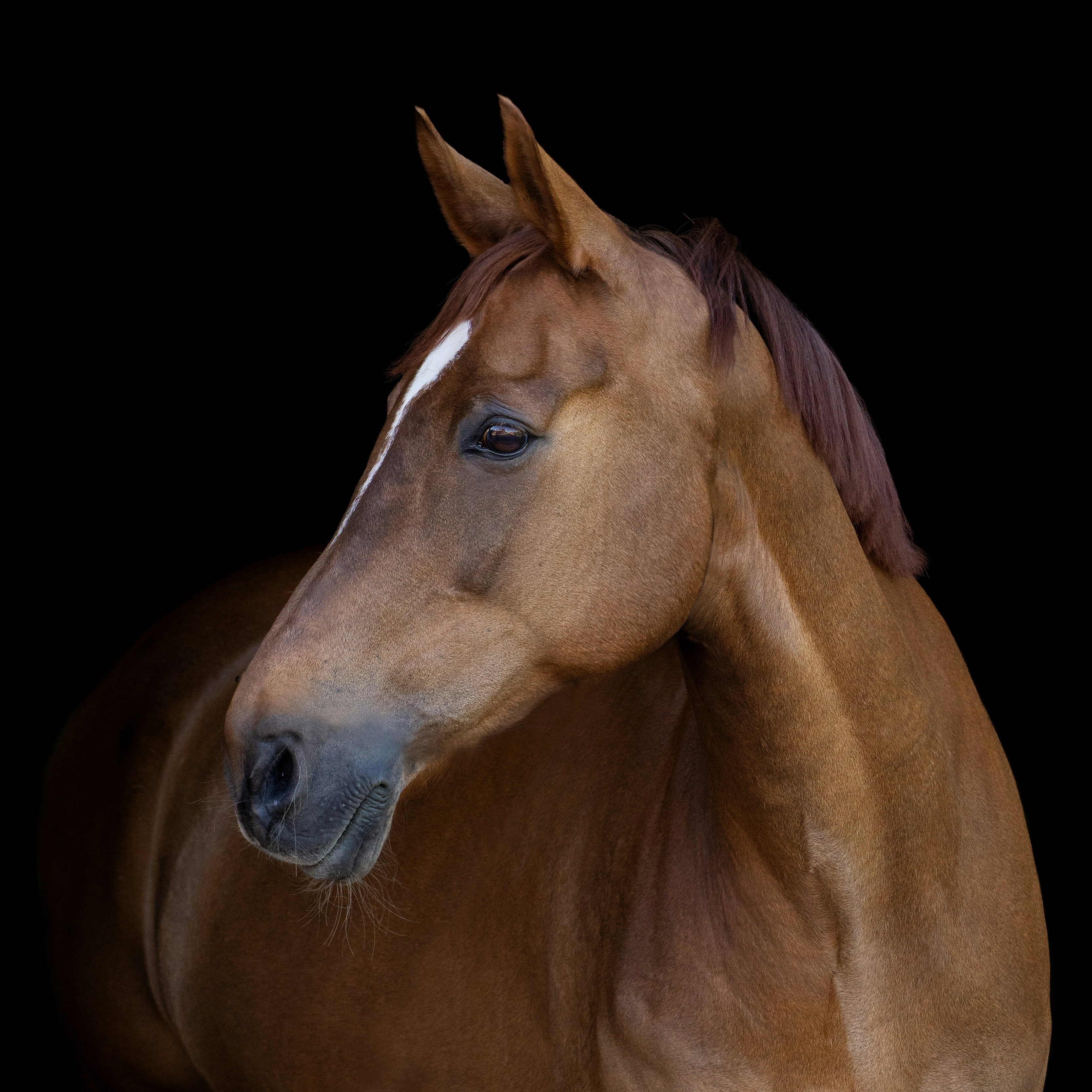 Horse in front of black background