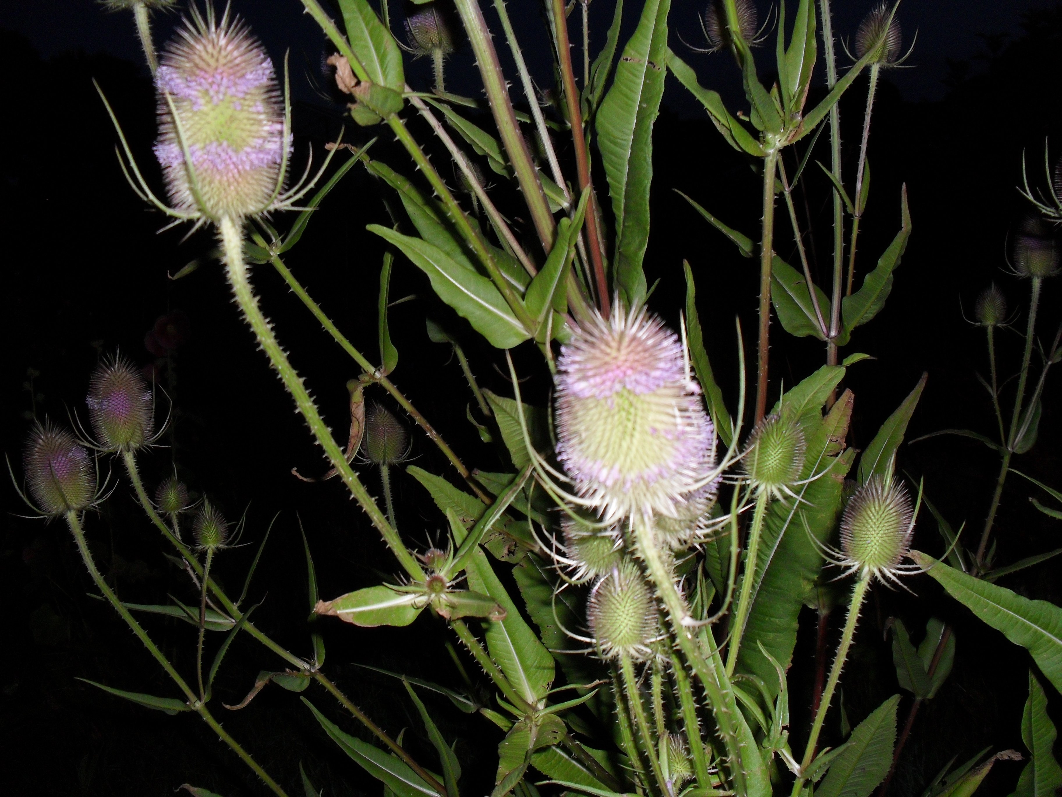 Example image