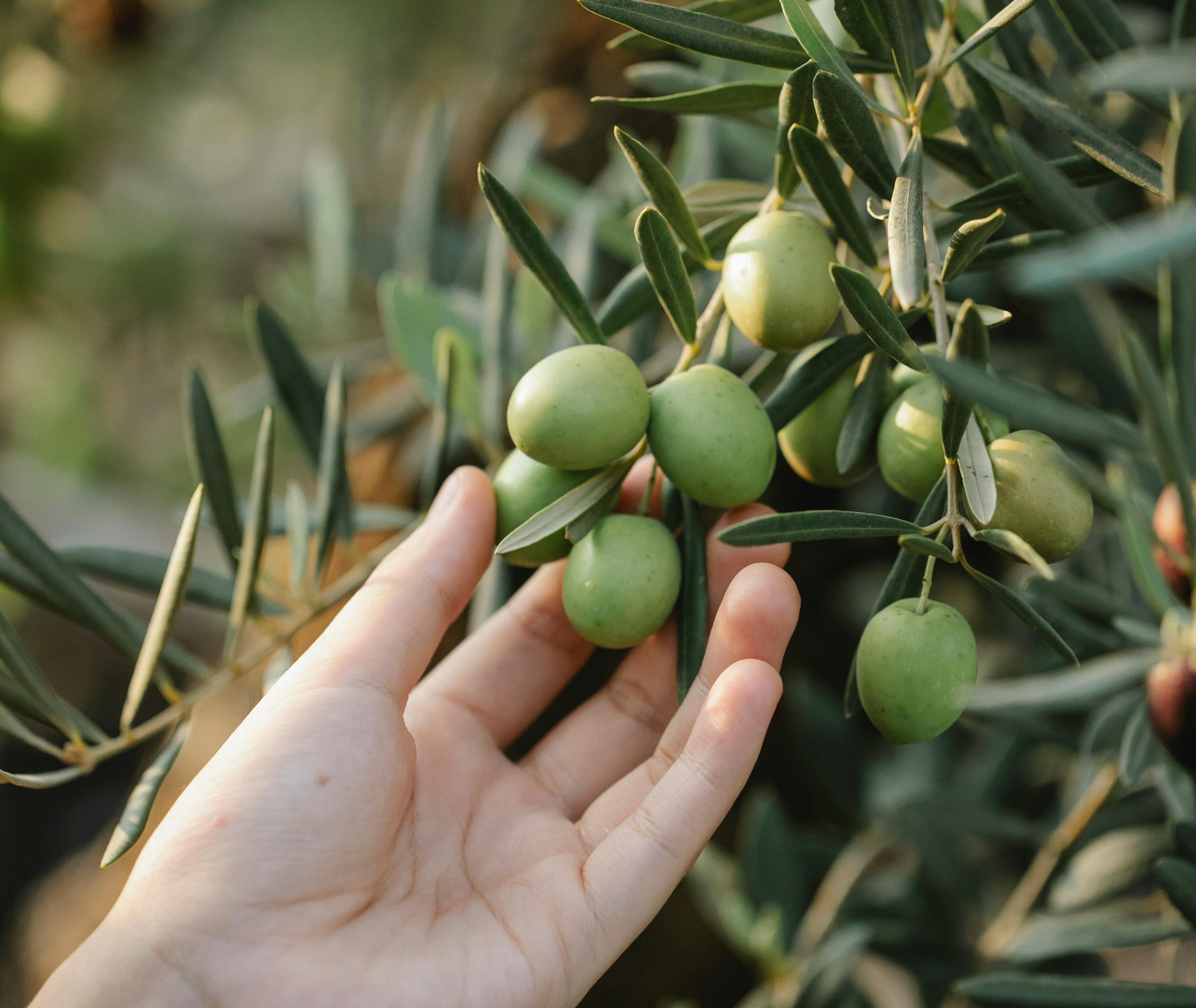 De beste olijfolie kies je zo