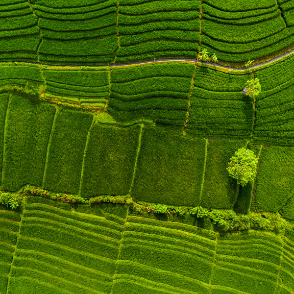 Een overview van grasvelden