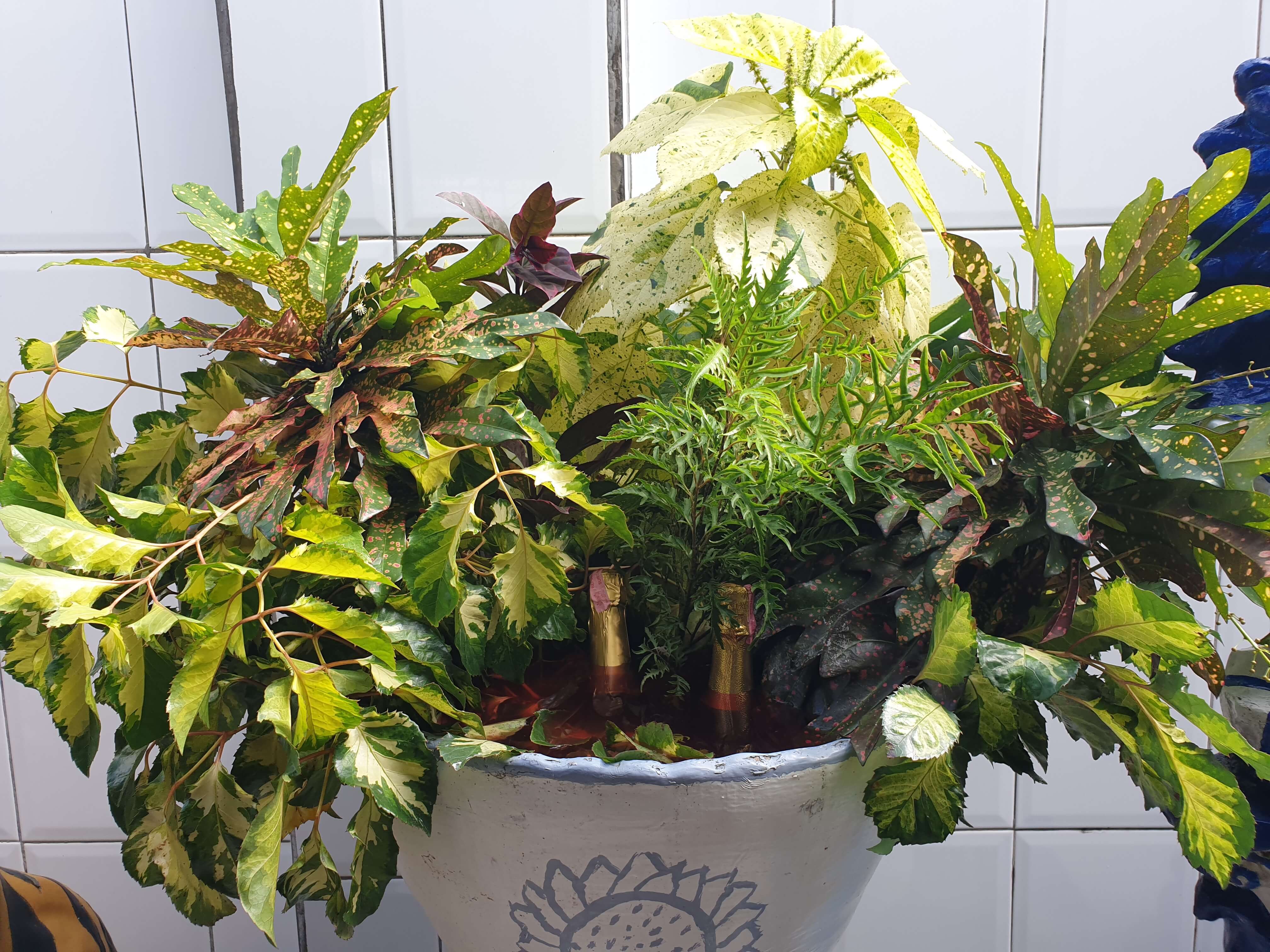 Een ritueel in Suriname