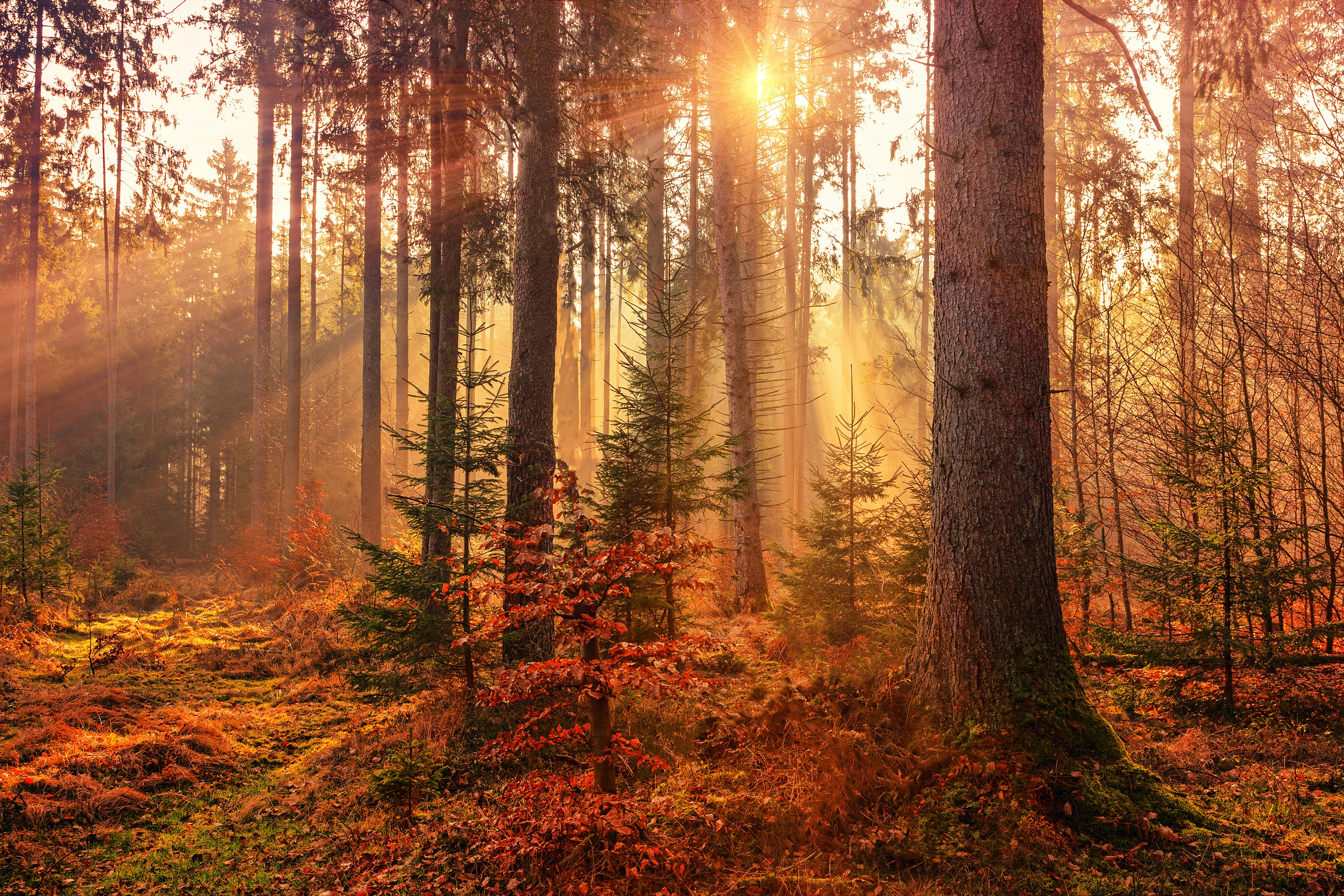 Mystery Forest Light