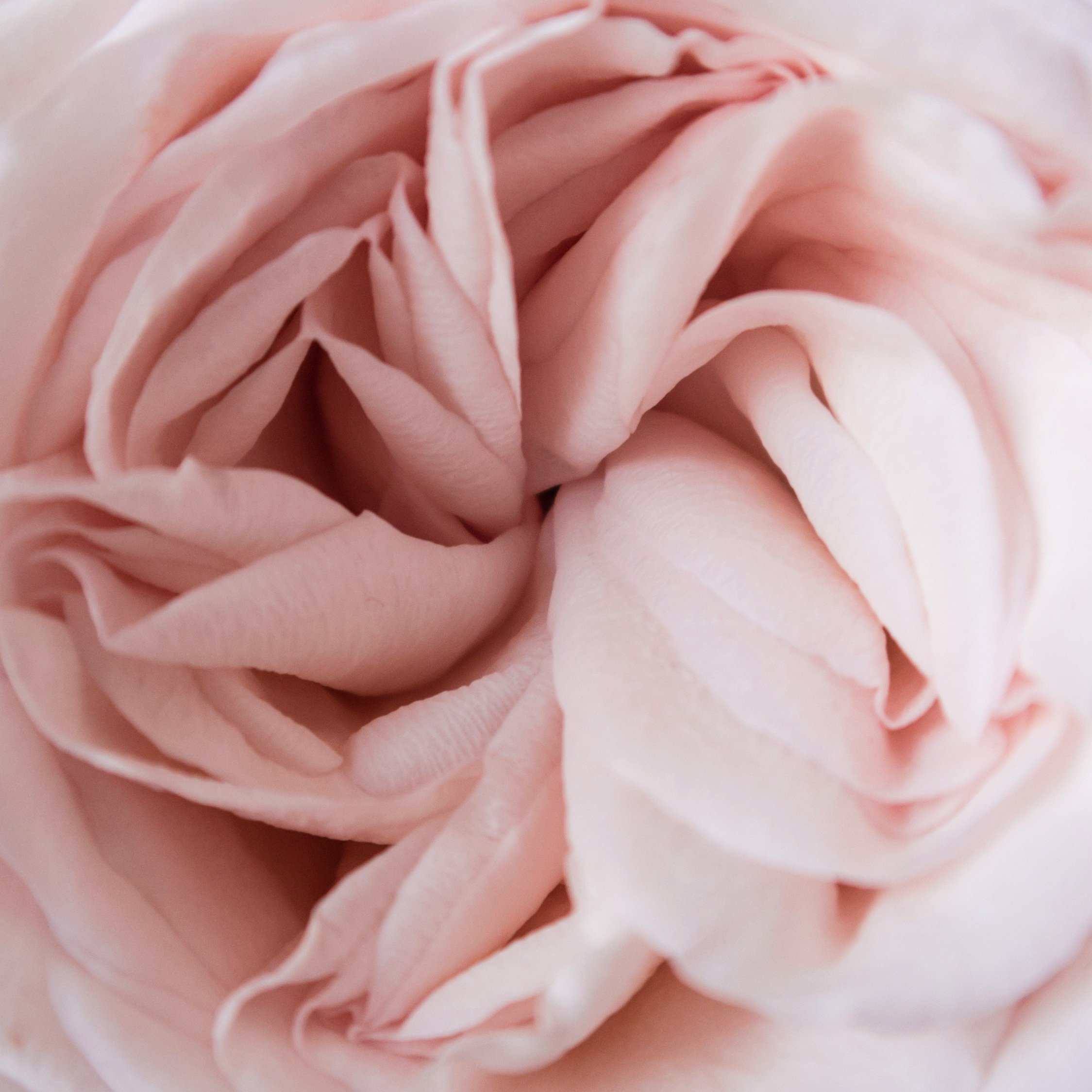 Luscious closeup of autumnal pink roses in New Zealand. Flowers create scent and sooth the busy mind with soft, textural beauty.