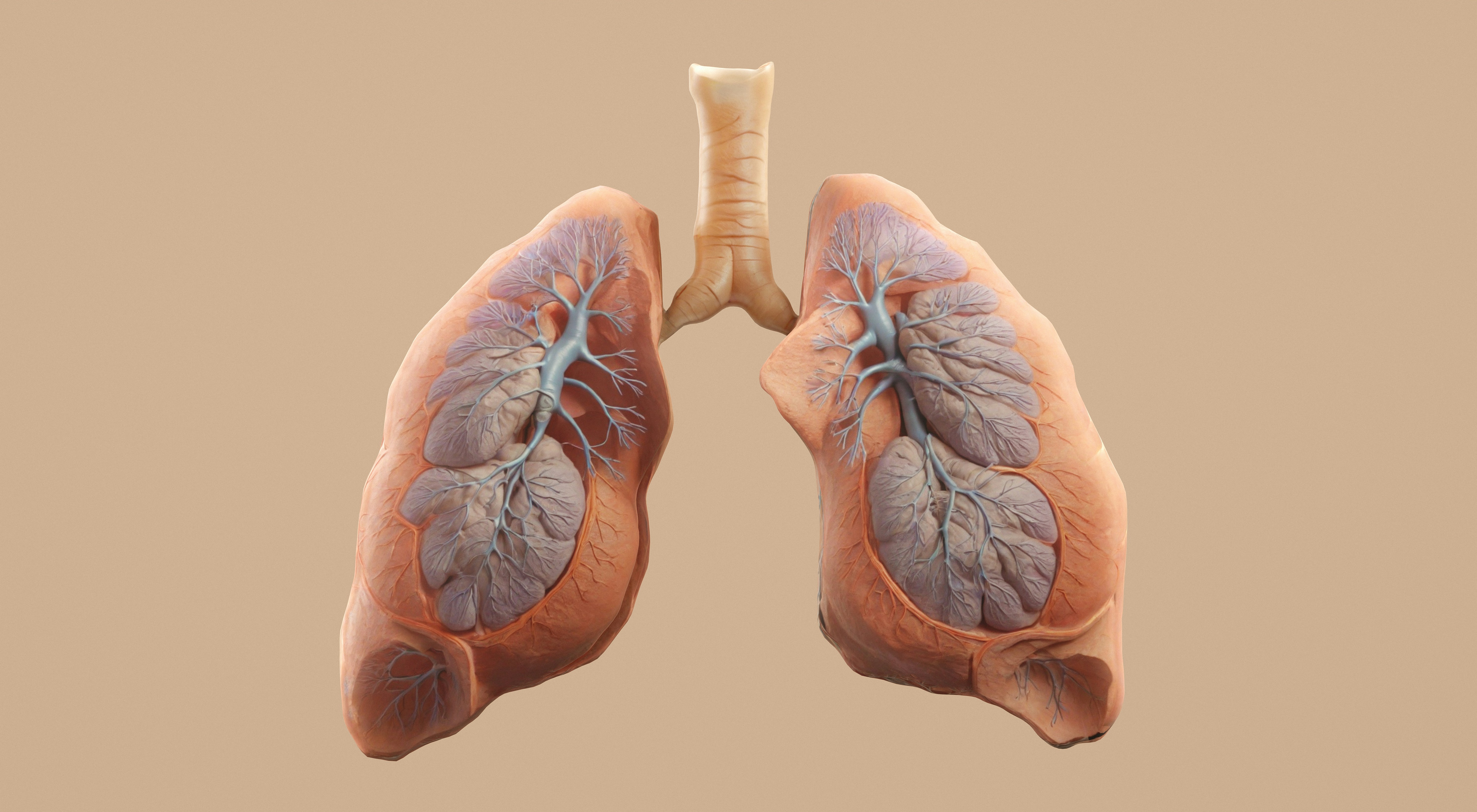 Lungs.