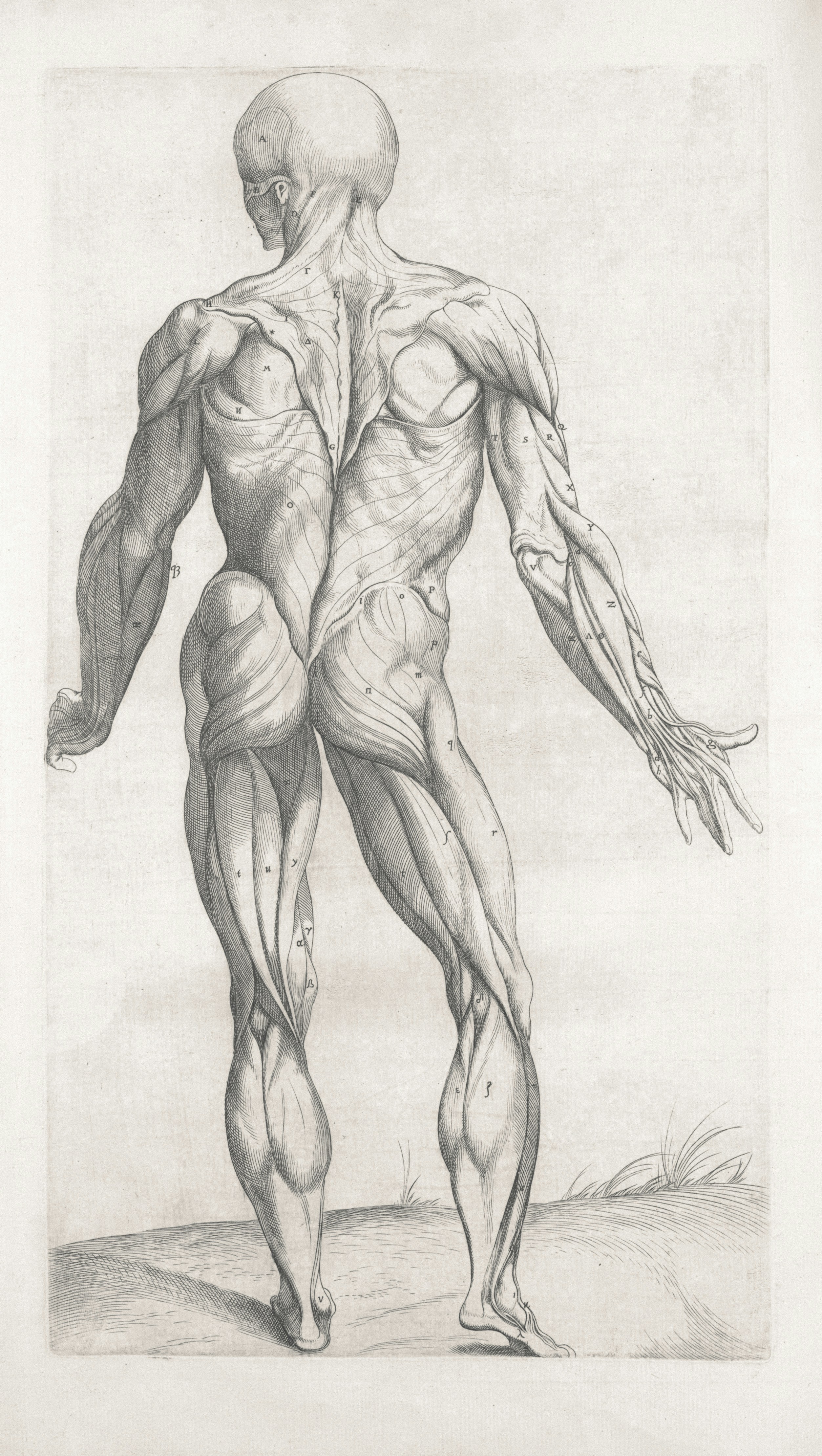 Rare Book Division, The New York Public Library. "Nona musculorum tabula. [Rear view of the body muscles]" The New York Public Library Digital Collections. 1545. https://digitalcollections.nypl.org/items/510d47dd-f27c-a3d9-e040-e00a18064a99