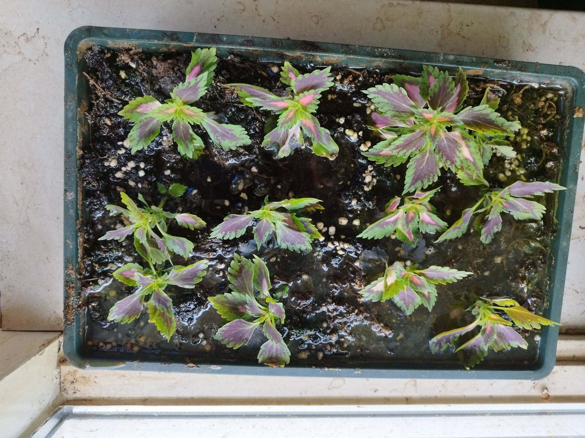 Laat je stekken groeien met de Syfiori plantenvoeding